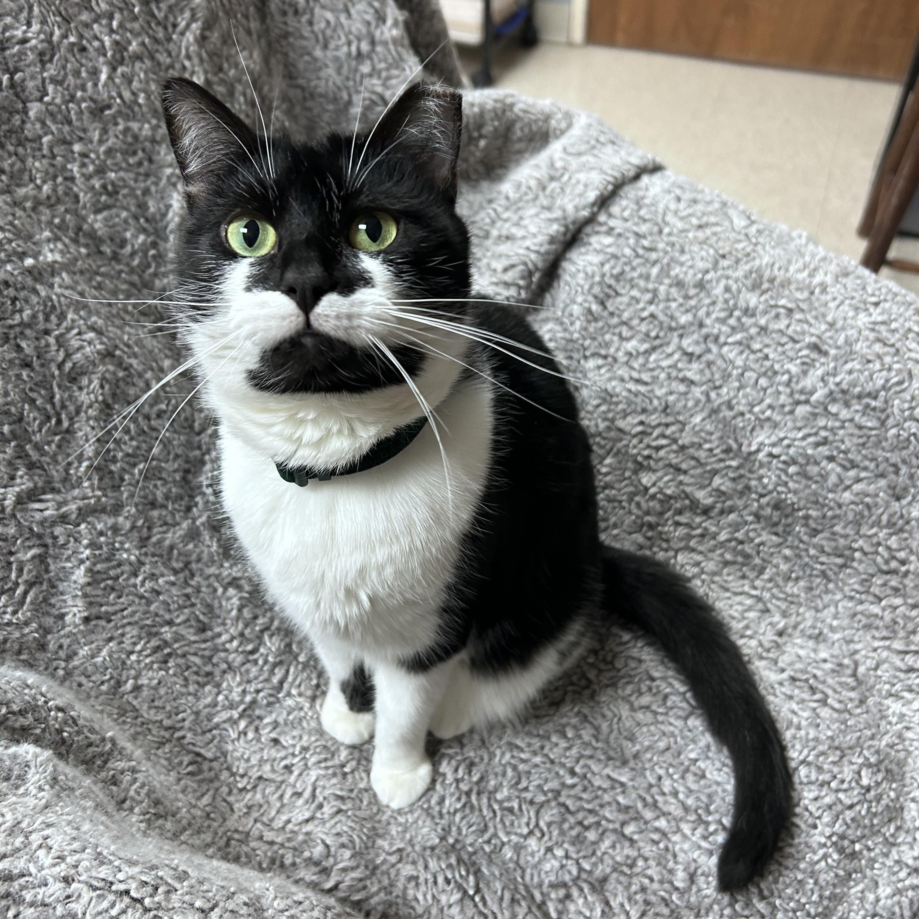 Enlarge Lulu, a ADOPTABLE mixed breed in Greensboro, NC image 6/6