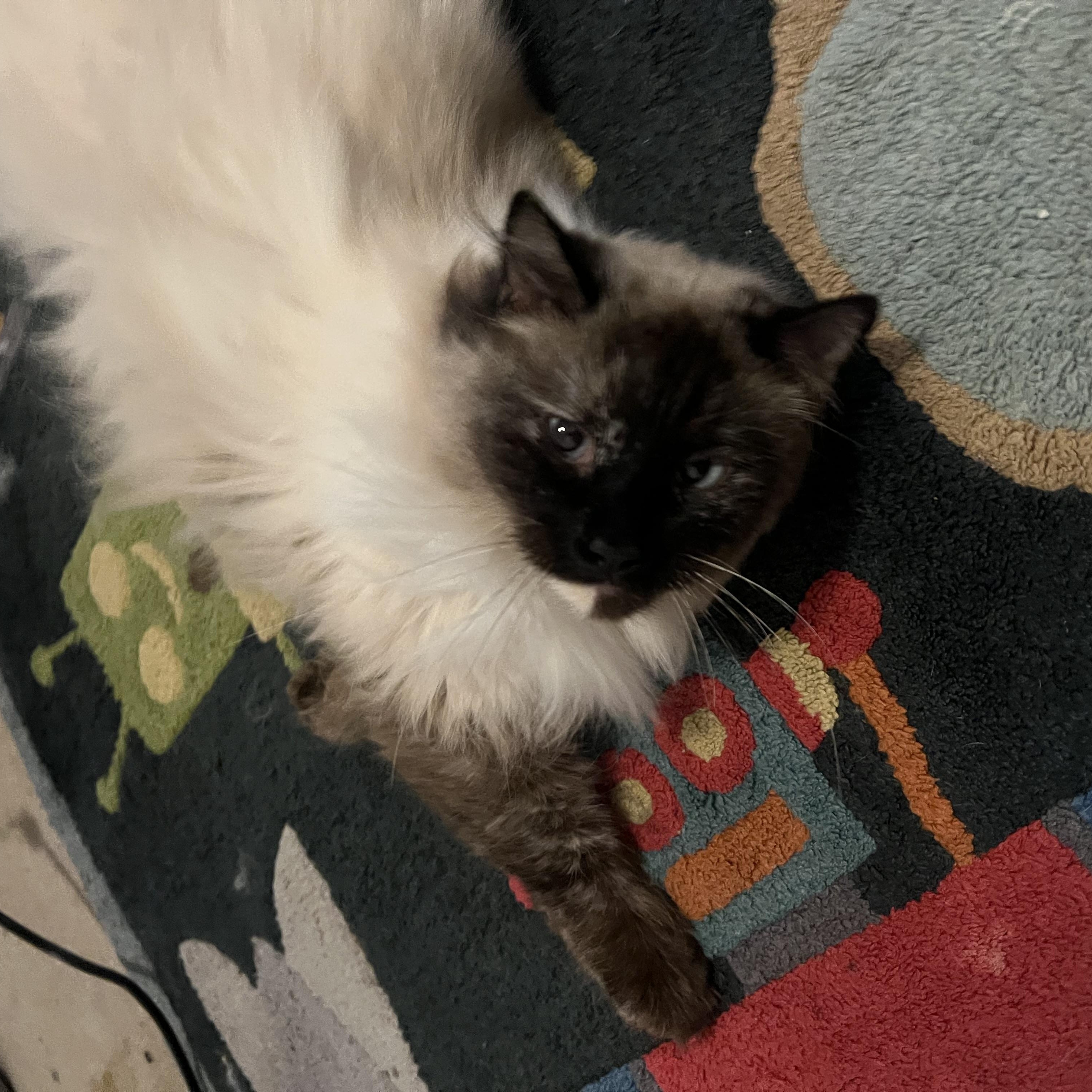 Marshmallow, a Adoptable mixed breed in Price, UT image 2/4