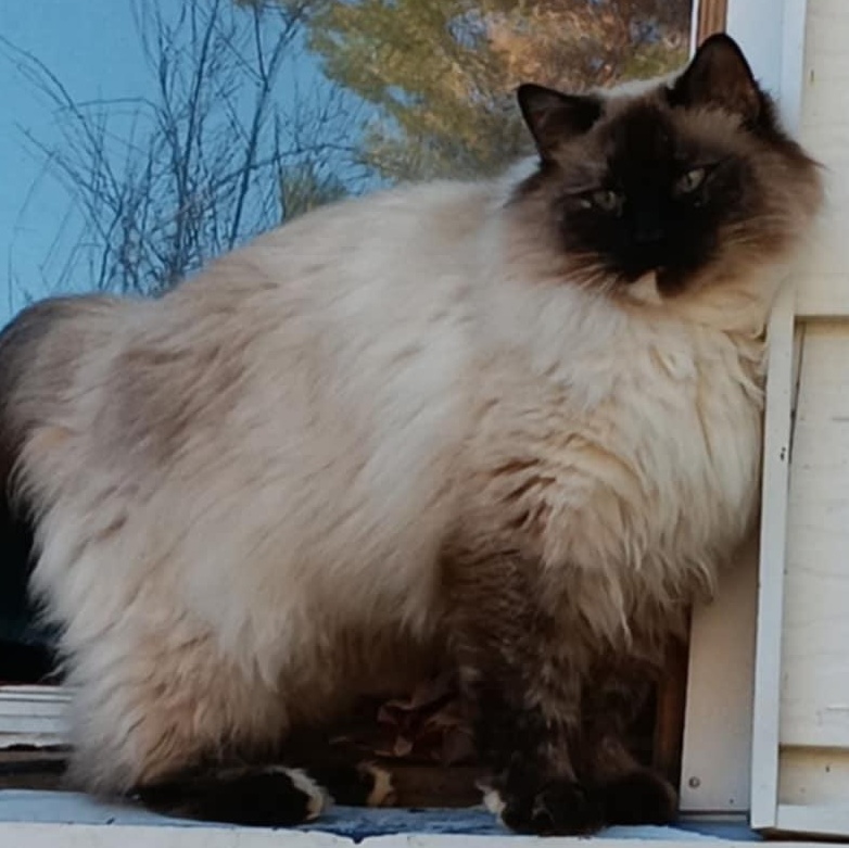 Marshmallow, Adoptable, Adult Female Ragdoll & Domestic Long Hair.