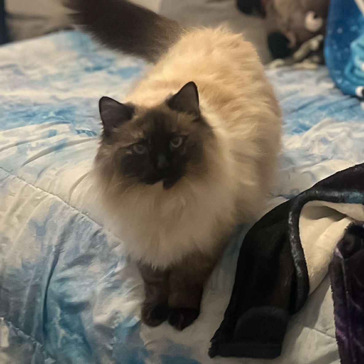 Marshmallow thumbnail 3