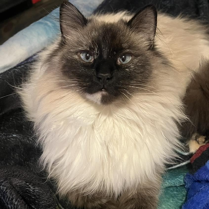 Enlarge Marshmallow, a Adoptable mixed breed in Price, UT image 1/5