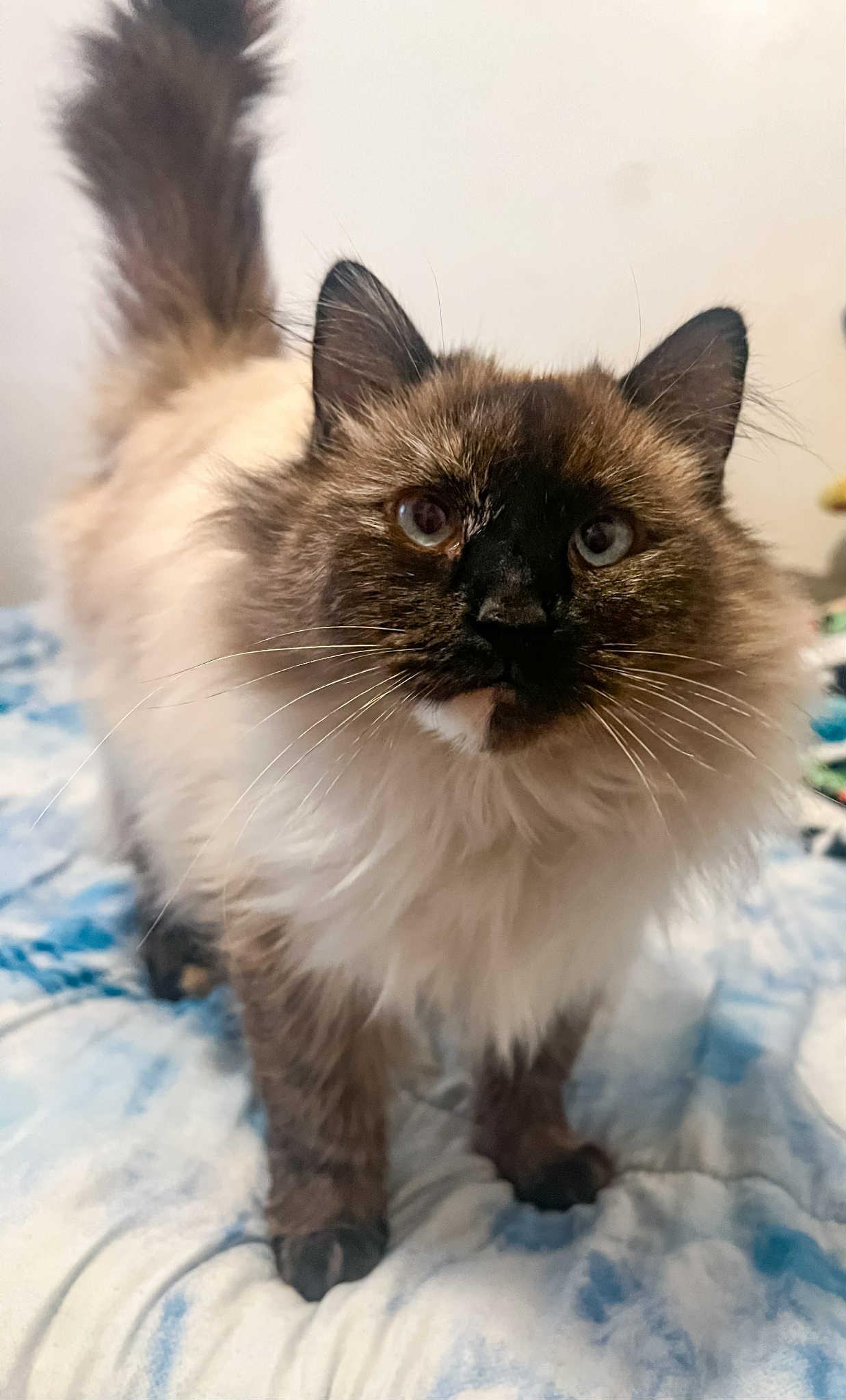 Marshmallow, a Adoptable mixed breed in Price, UT image 4/4