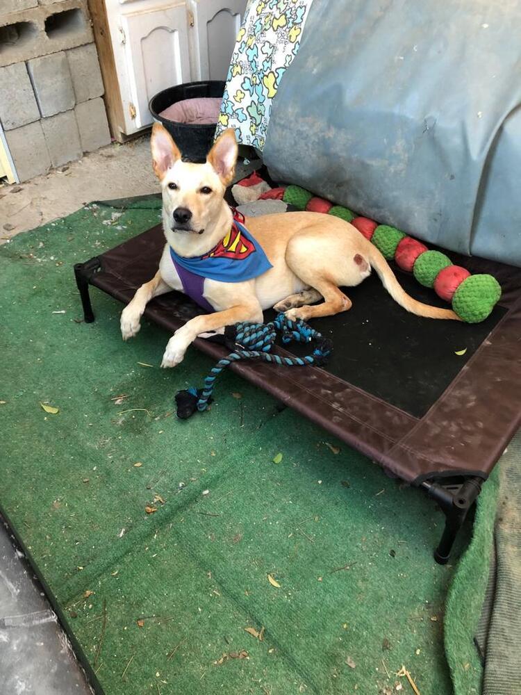 Dog for adoption Trooper, a Labrador Retriever & Chihuahua Mix in