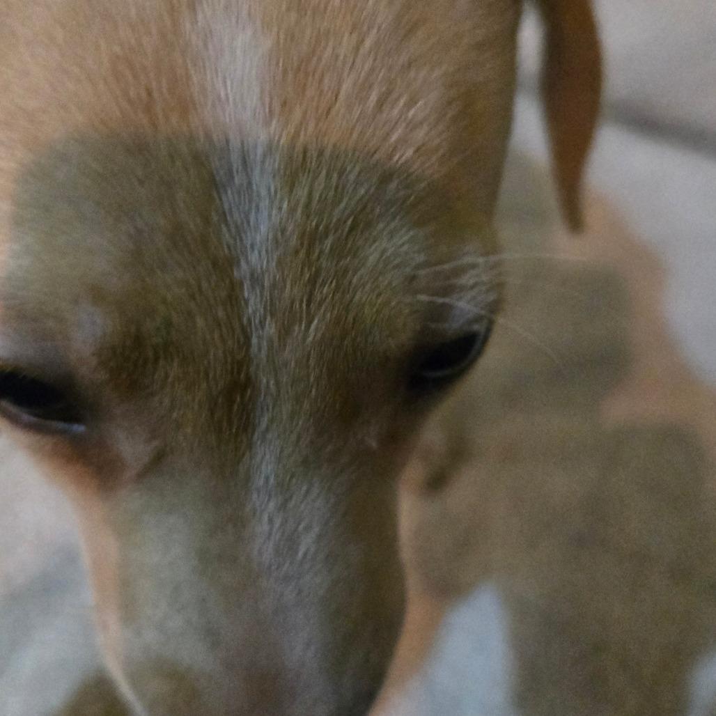 Thunder (big girl), Adoptable, Puppy Female Beagle & Rat Terrier.