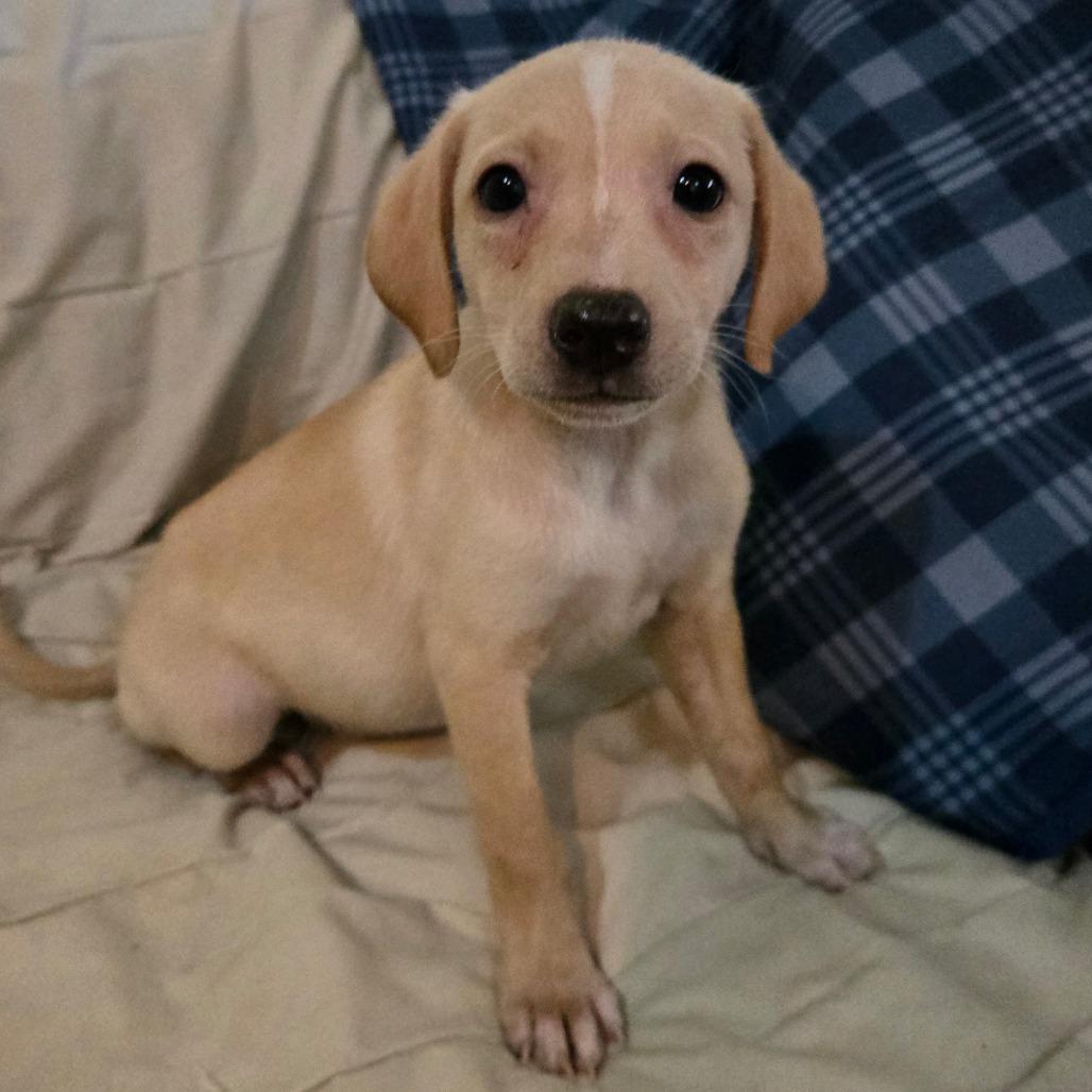 Thunder (big girl), a Adoptable mixed breed in Southington, OH image 2/4