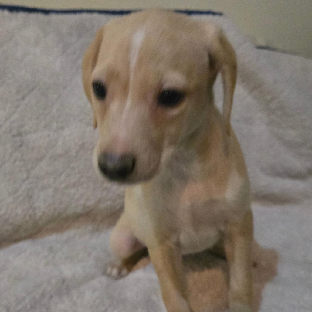 Thunder (big girl), a Adoptable mixed breed in Southington, OH image 3/4