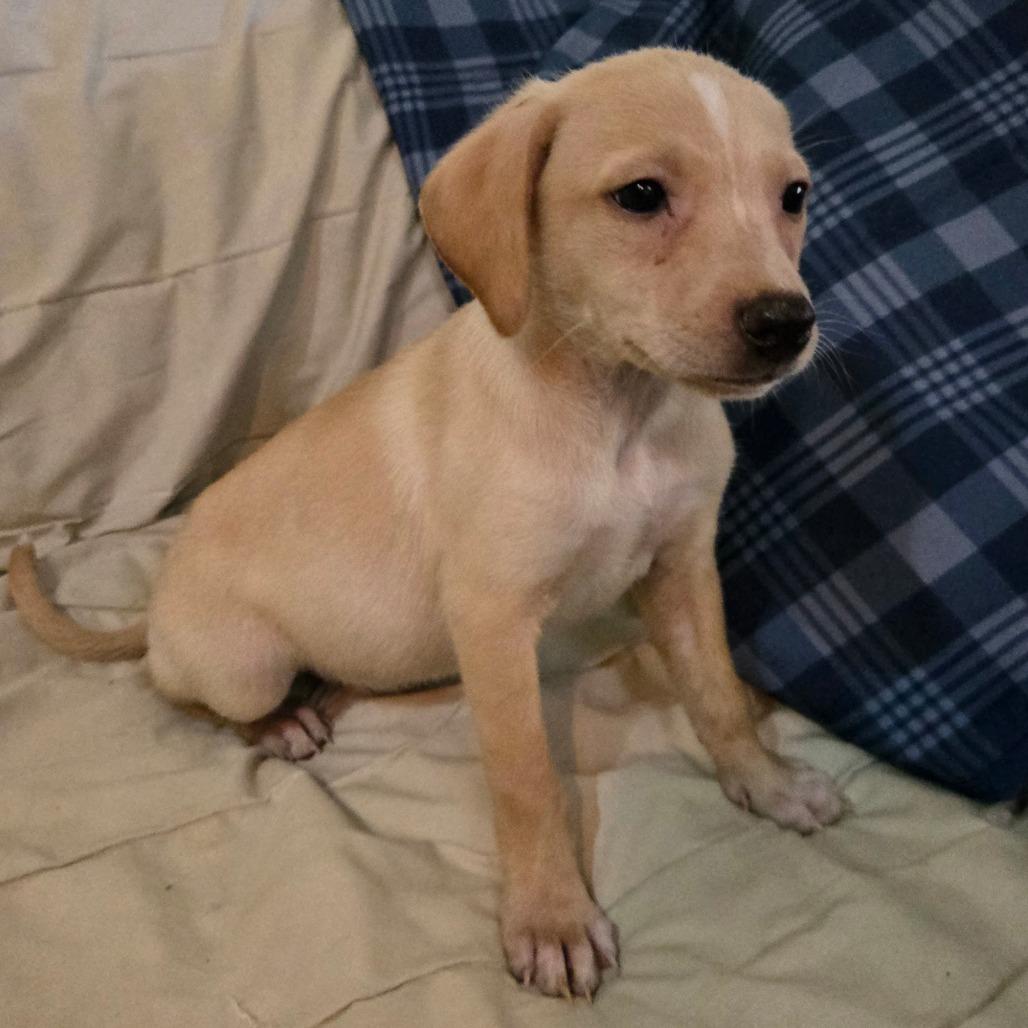 Thunder (big girl), a Adoptable mixed breed in Southington, OH image 4/4