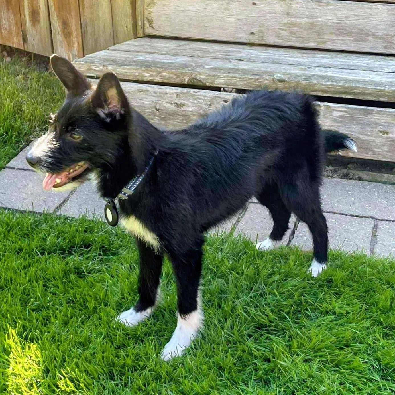 Rico, a Adopted mixed breed in Scarborough, ON image 5/6