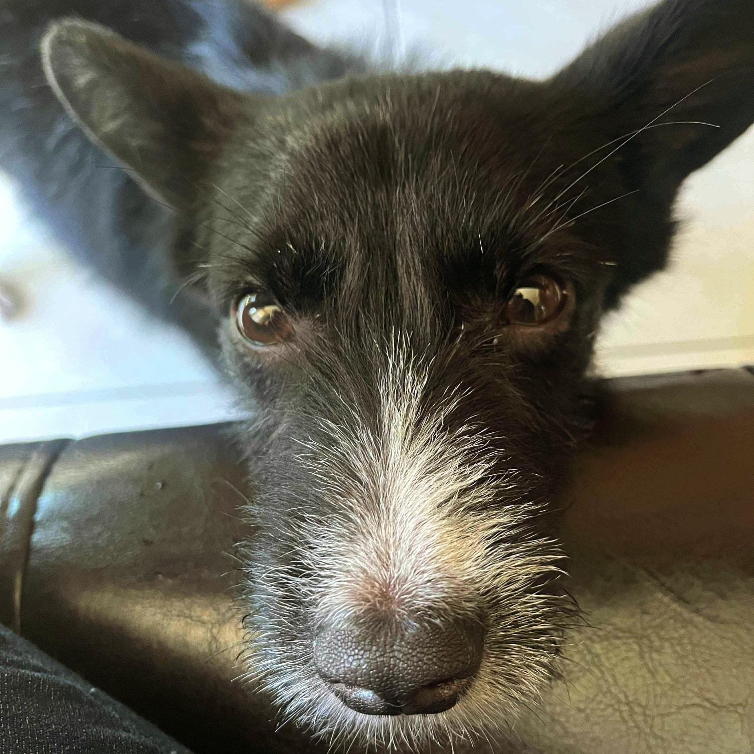 Rico, a Adopted mixed breed in Scarborough, ON image 6/6