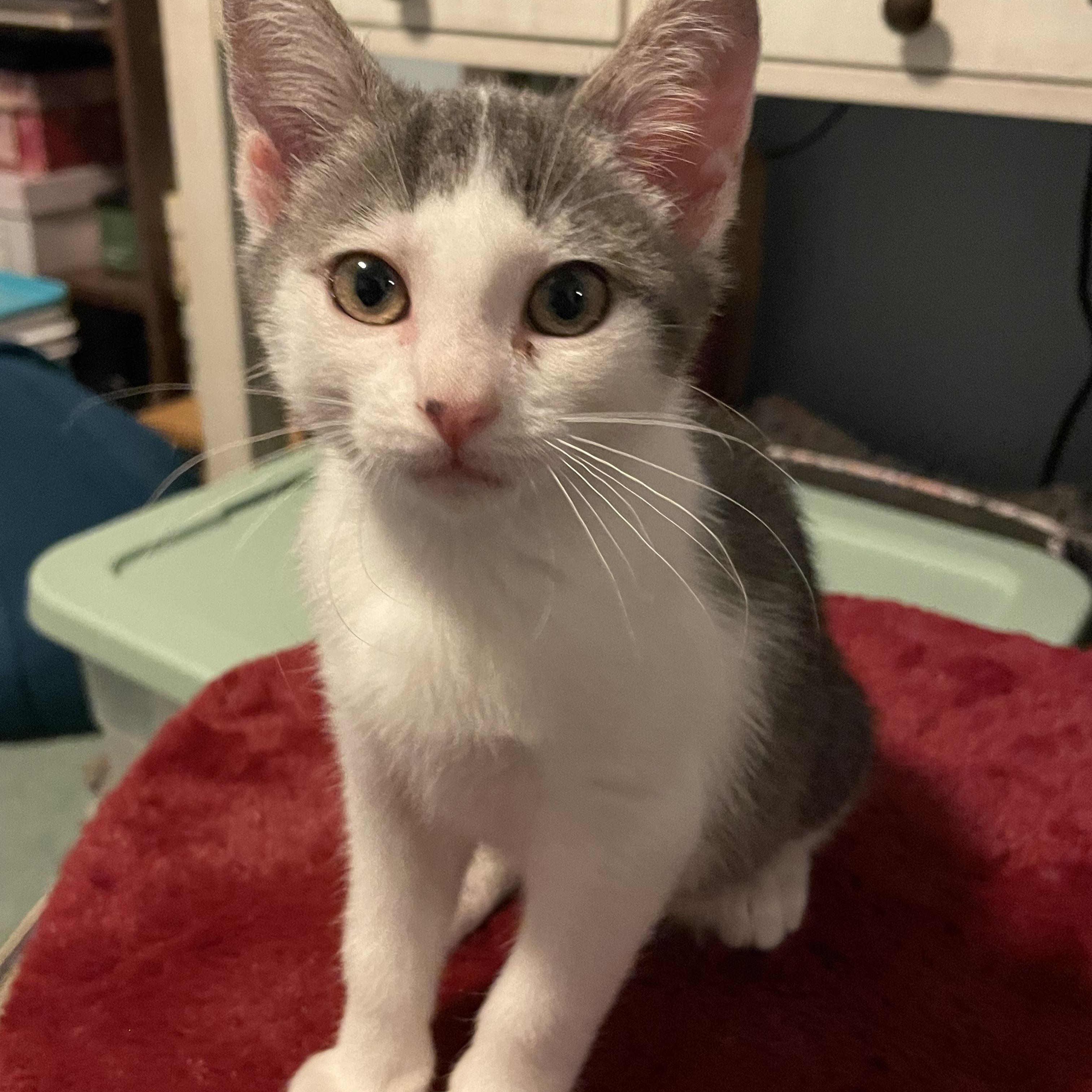 Milka, Adoptable, Kitten Female American Shorthair.