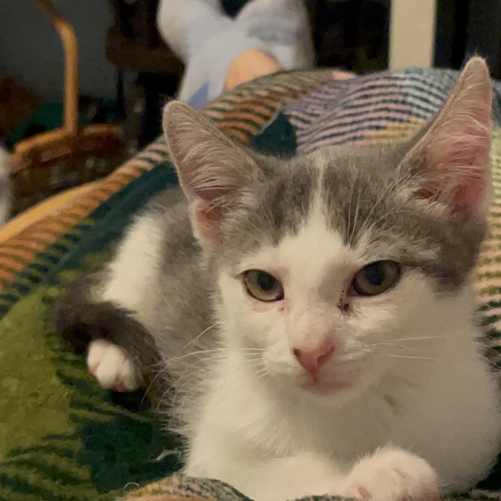 Enlarge Milka, a Adoptable American Shorthair in Norton, MA image 2/2