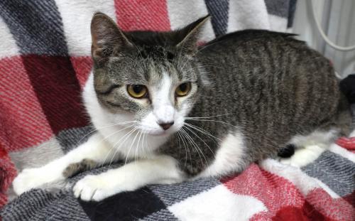 Ellery, Adoptable, Adult Female Domestic Short Hair.
