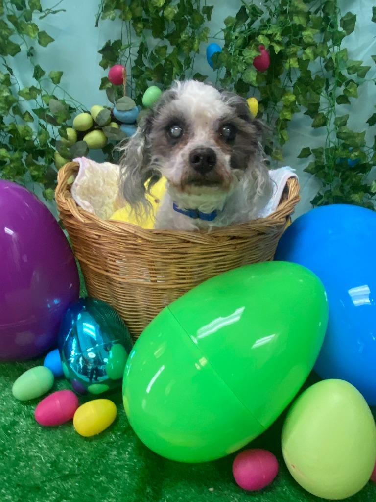 Woodrow, Adoptable, Senior Male Shih Tzu.