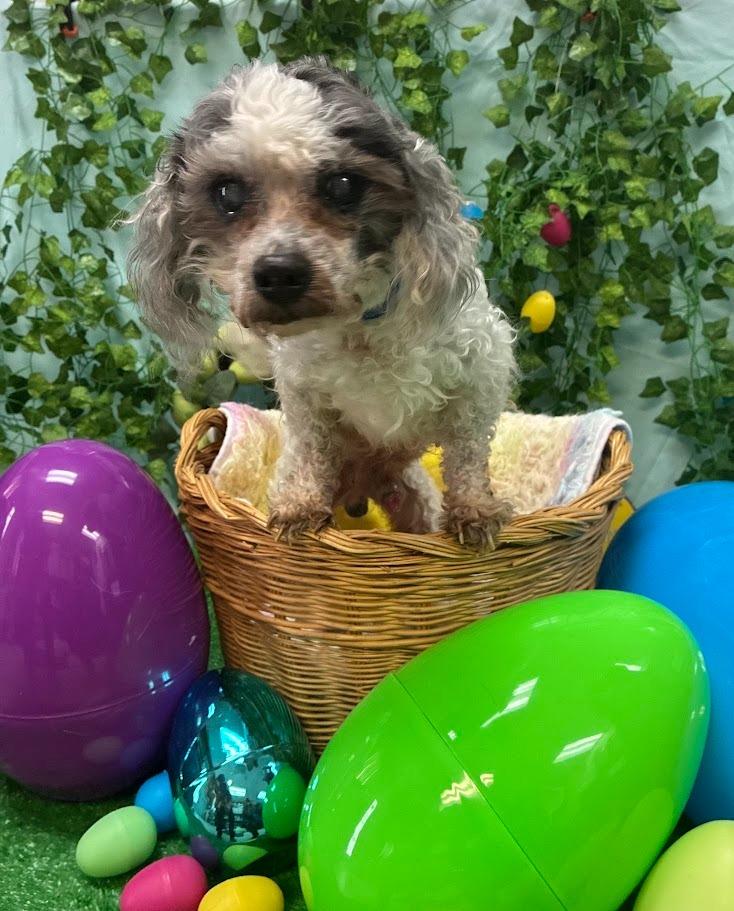 Enlarge Woodrow, a Adoptable mixed breed in Bryant, AR image 2/5