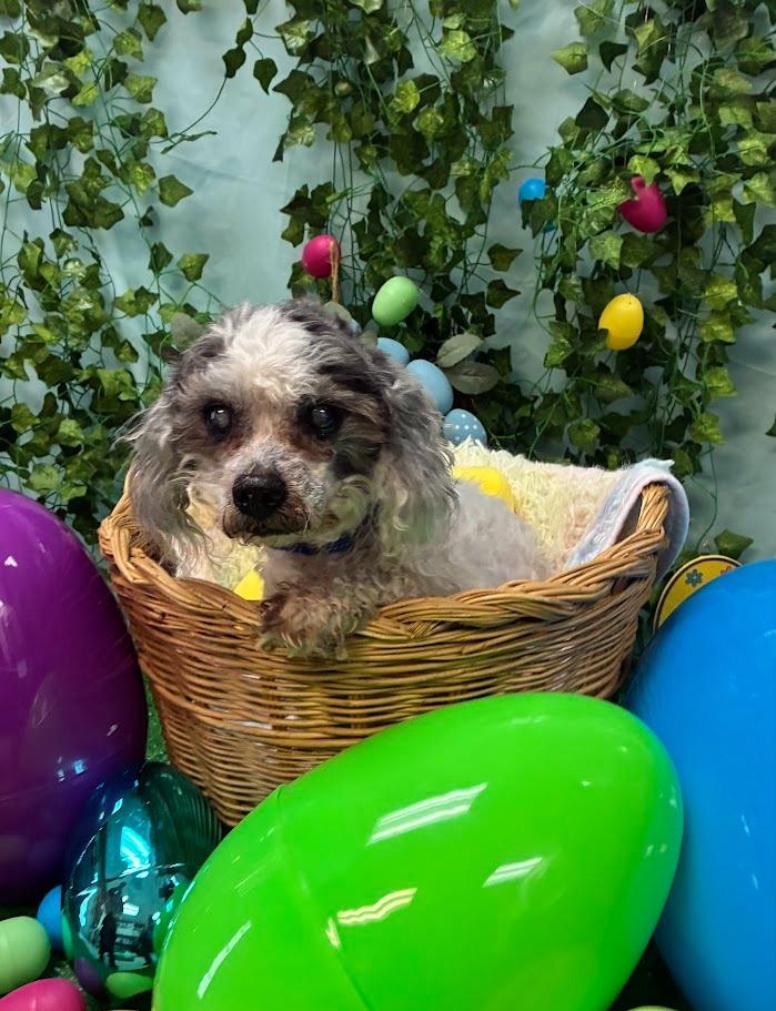 Enlarge Woodrow, a Adoptable mixed breed in Bryant, AR image 3/5