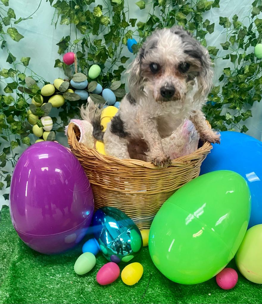 Enlarge Woodrow, a Adoptable mixed breed in Bryant, AR image 4/5