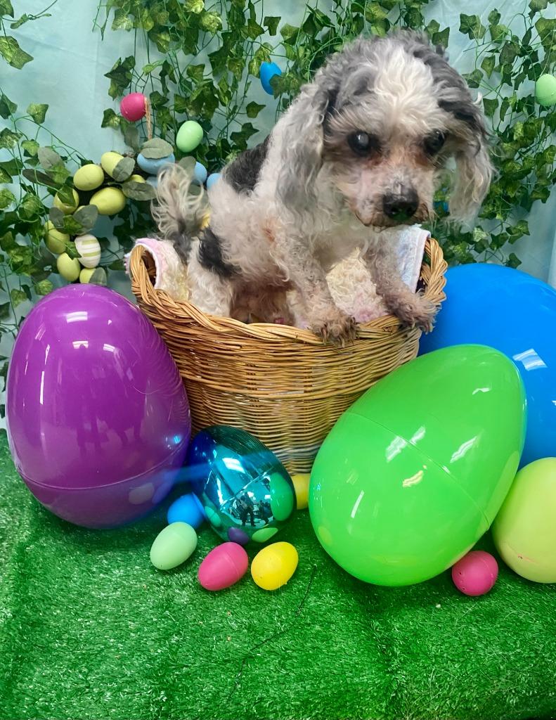 Enlarge Woodrow, a Adoptable mixed breed in Bryant, AR image 5/5