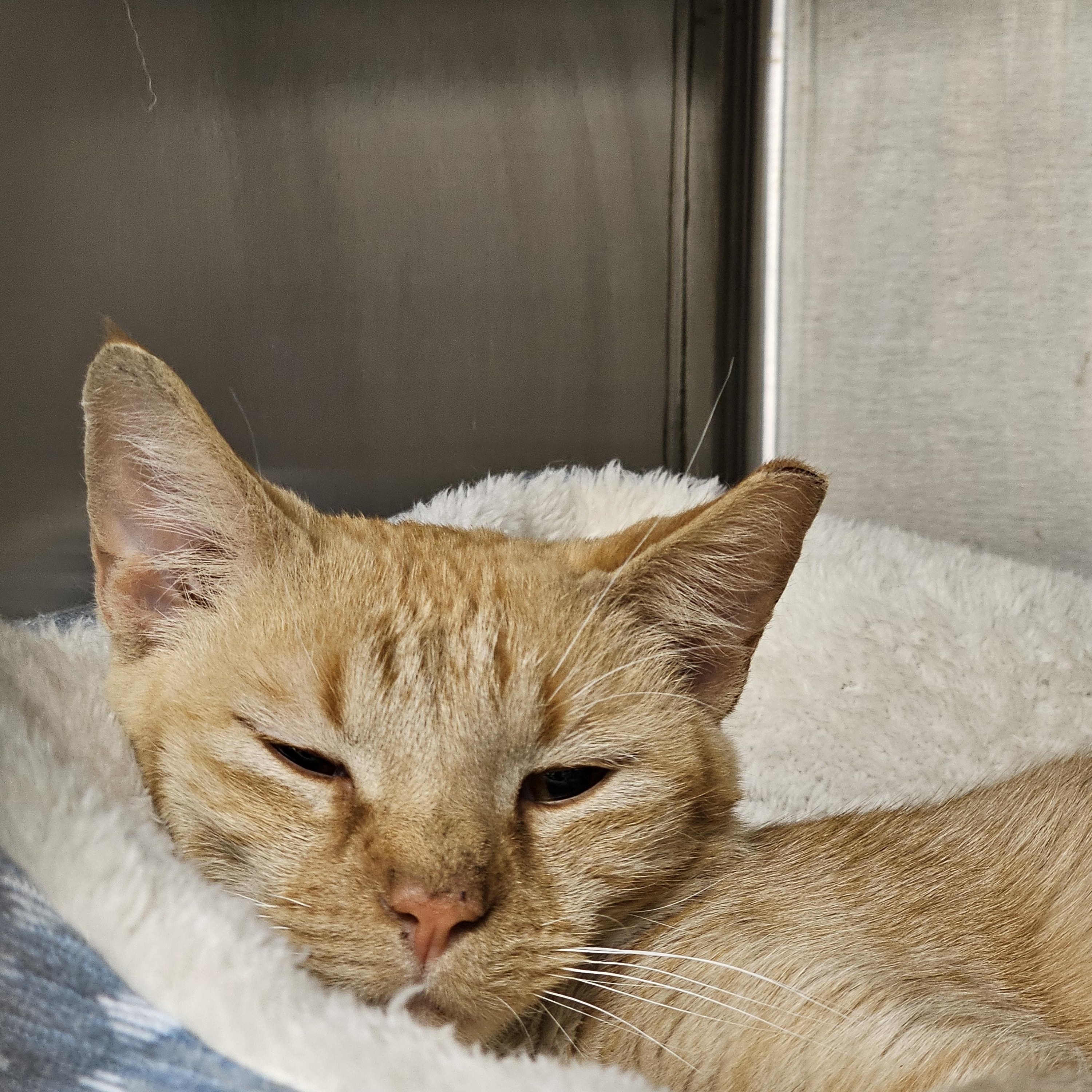 Sienna, ADOPTABLE, Young Female Domestic Short Hair.
