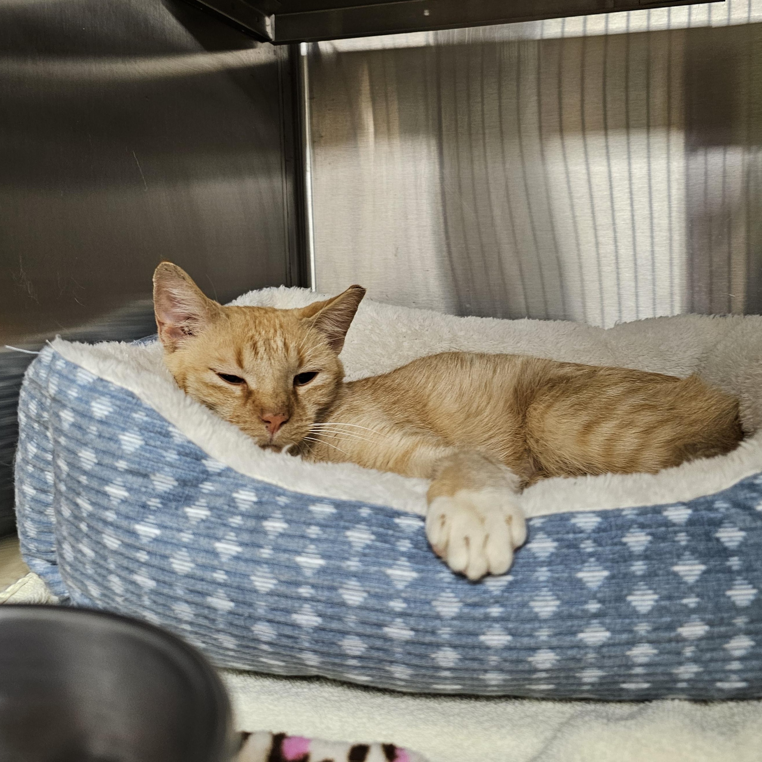Enlarge Sienna, a ADOPTABLE Domestic Short Hair in Stratford, CT image 2/2