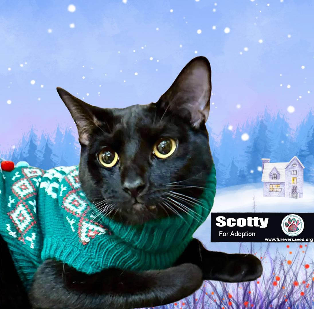 Scotty, Adoptable, Young Male Domestic Short Hair.