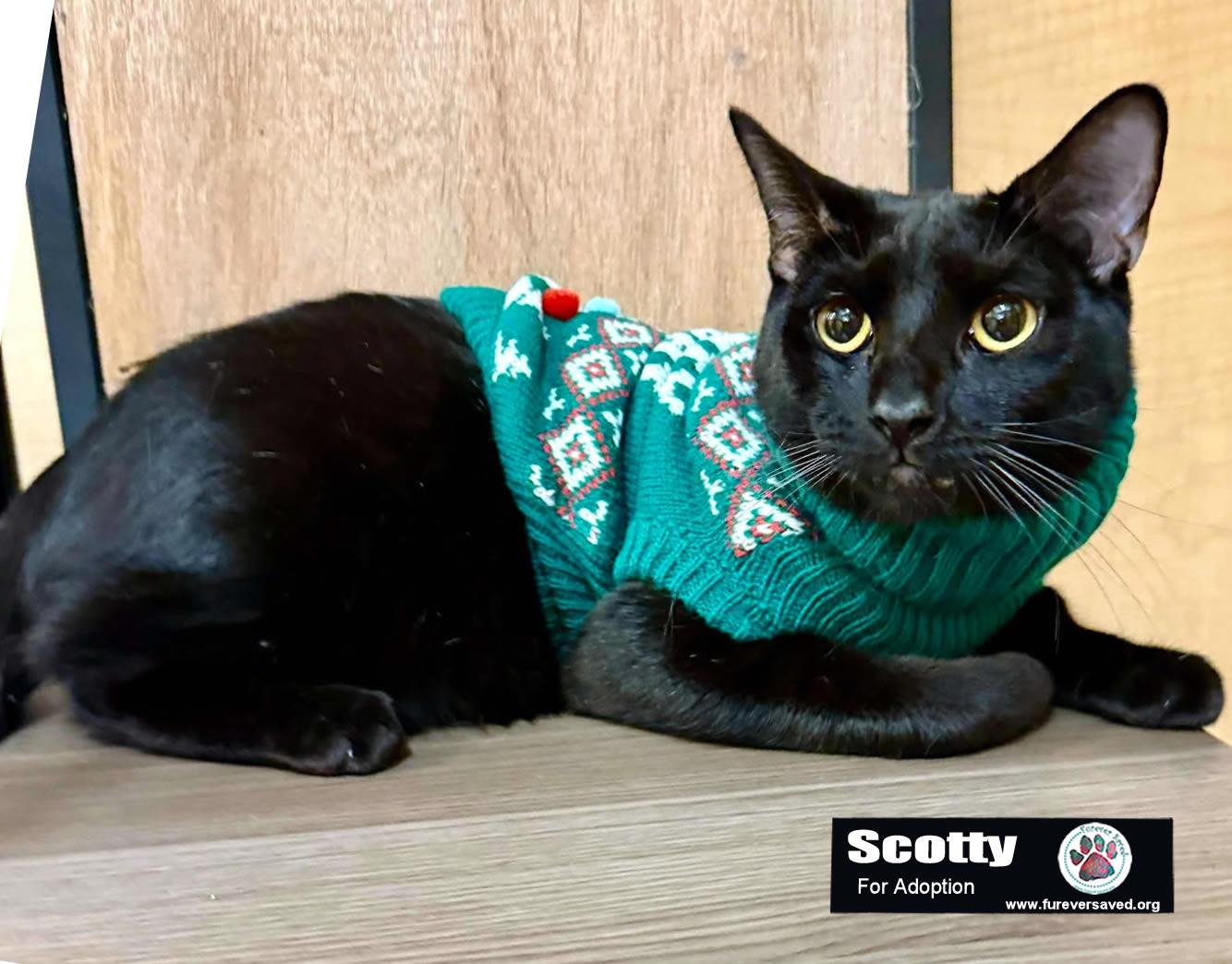 Enlarge Scotty, a Adoptable Domestic Short Hair in Killingly, CT image 3/6