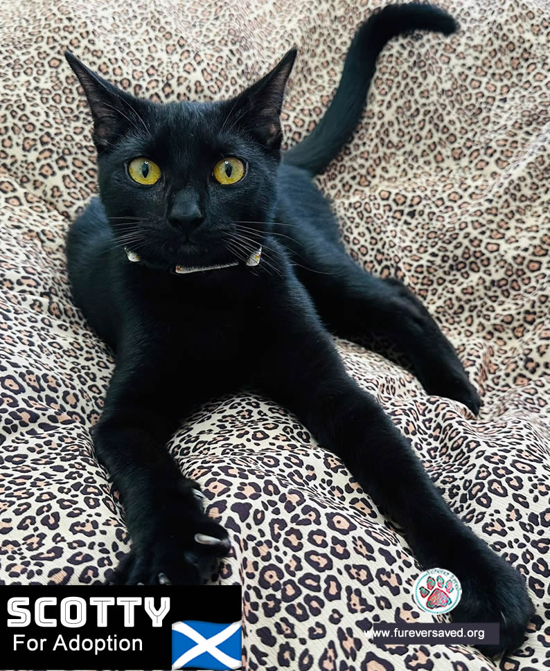 Enlarge Scotty, a Adoptable Domestic Short Hair in Killingly, CT image 6/6