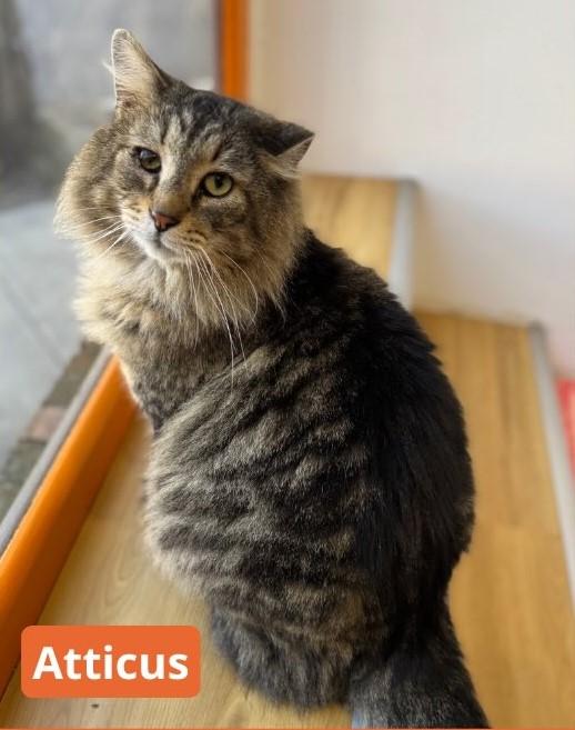Enlarge Atticus, a ADOPTABLE Domestic Medium Hair in North Haven, CT image 1/2