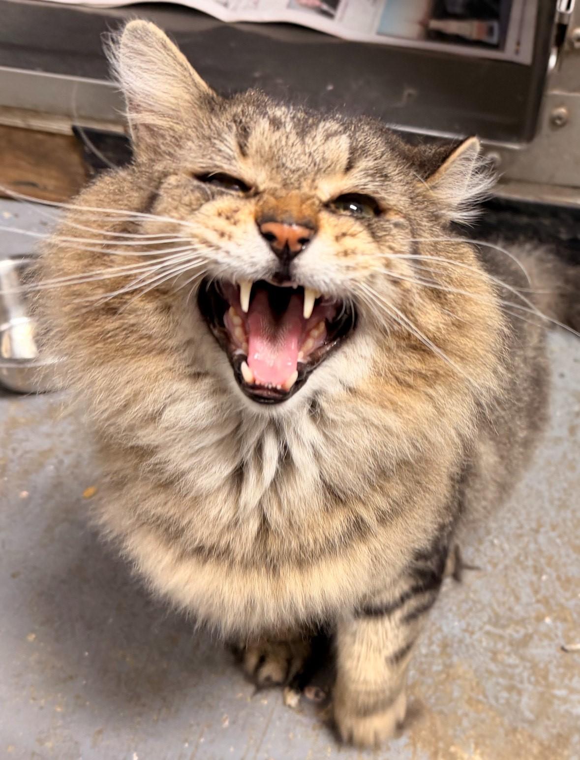 Enlarge Atticus, a ADOPTABLE Domestic Medium Hair in North Haven, CT image 2/2