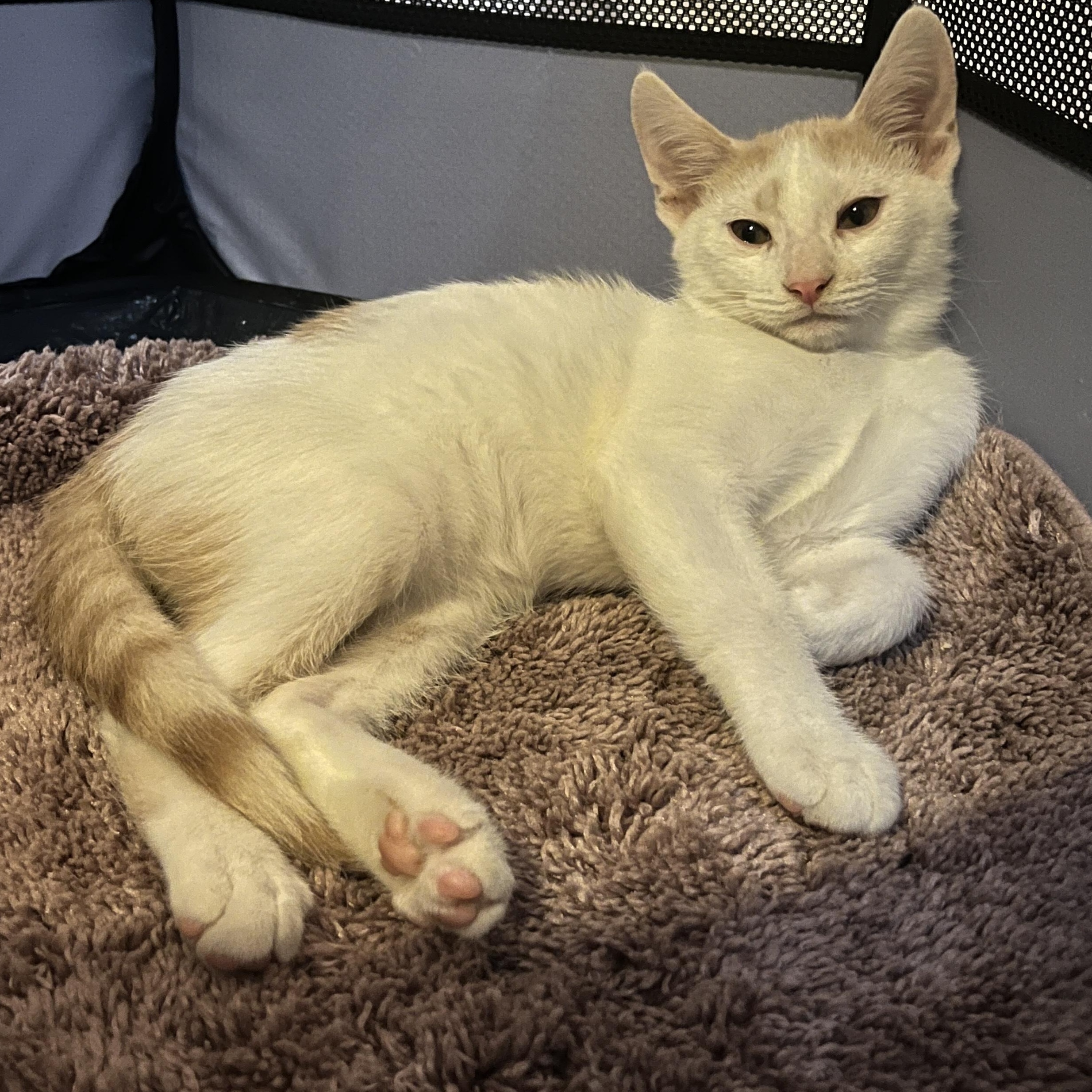 Orange Julius, a Adoptable mixed breed in Phoenix , AZ image 1/4