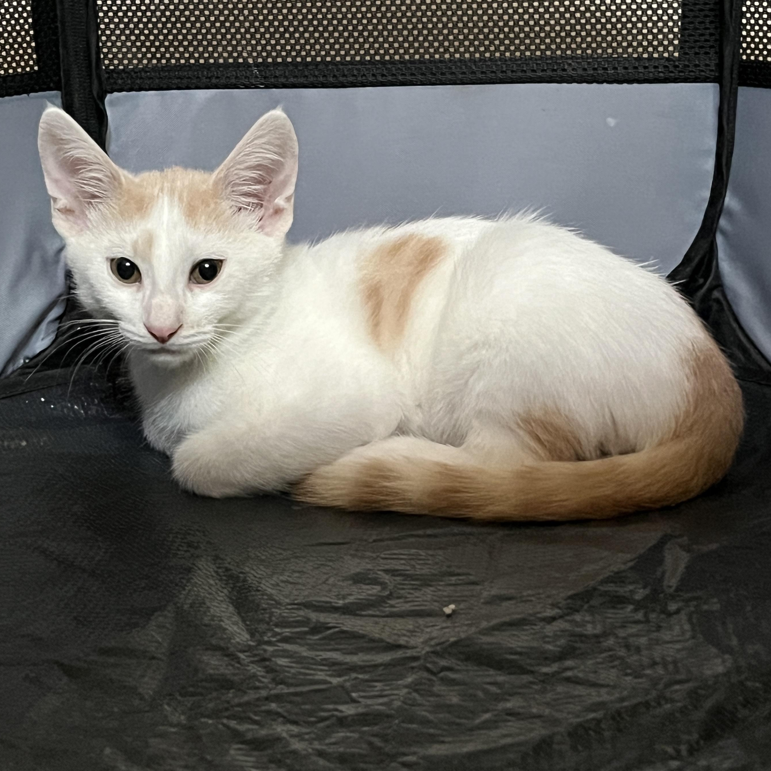 Orange Julius, a Adoptable mixed breed in Phoenix , AZ image 2/4