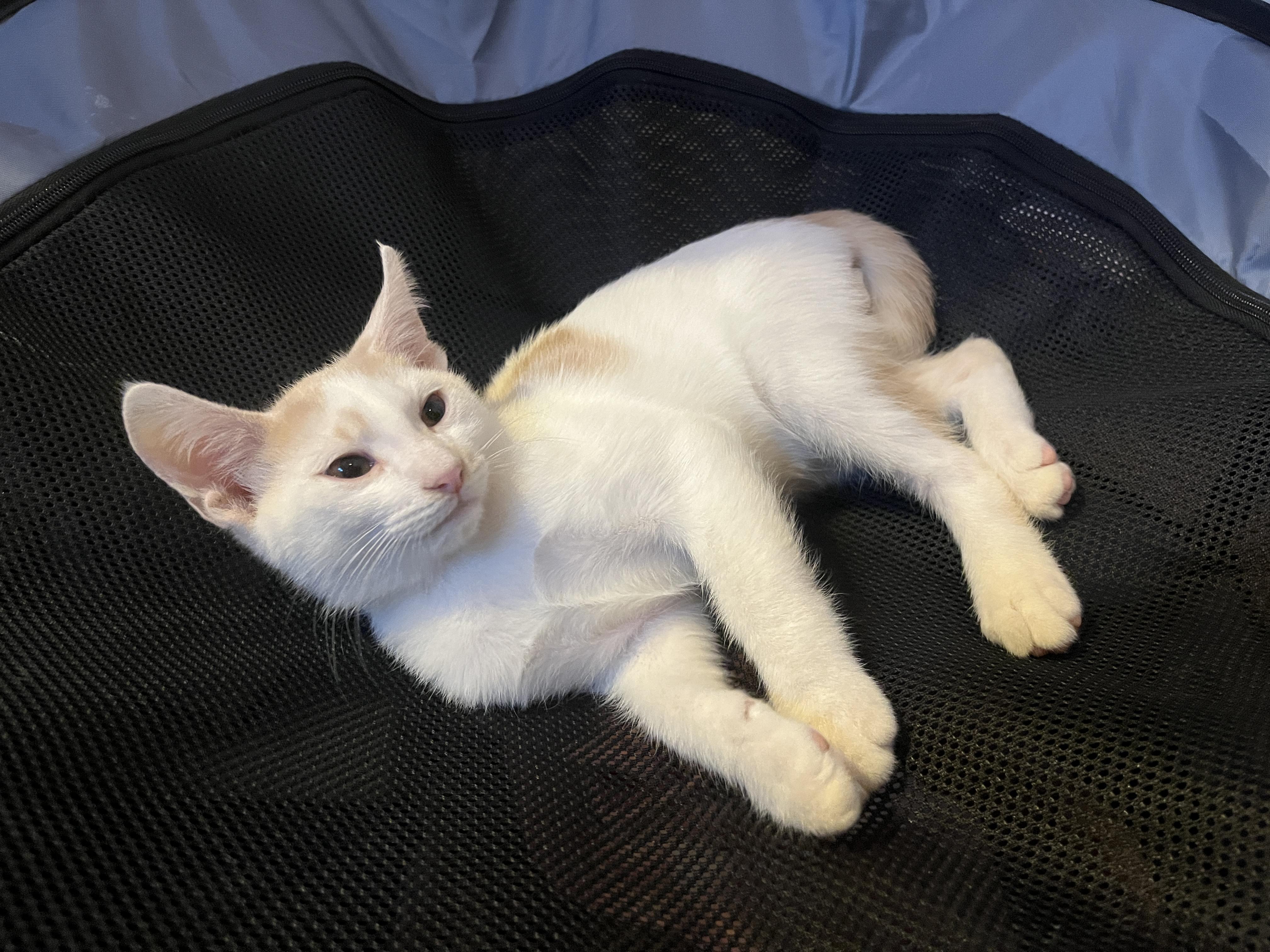 Orange Julius, a Adoptable mixed breed in Phoenix , AZ image 4/4