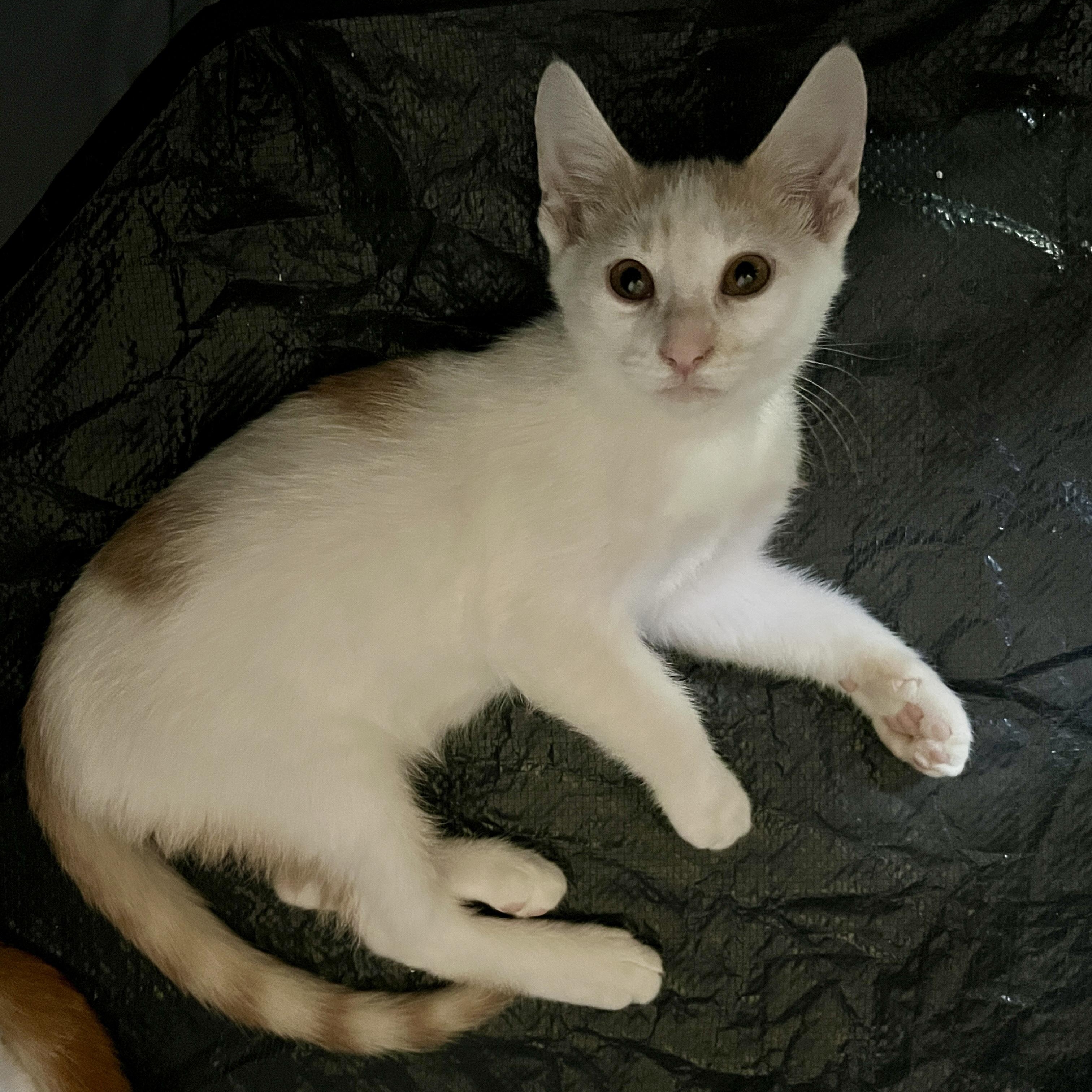 Orange Julius, a Adoptable mixed breed in Phoenix , AZ image 3/4