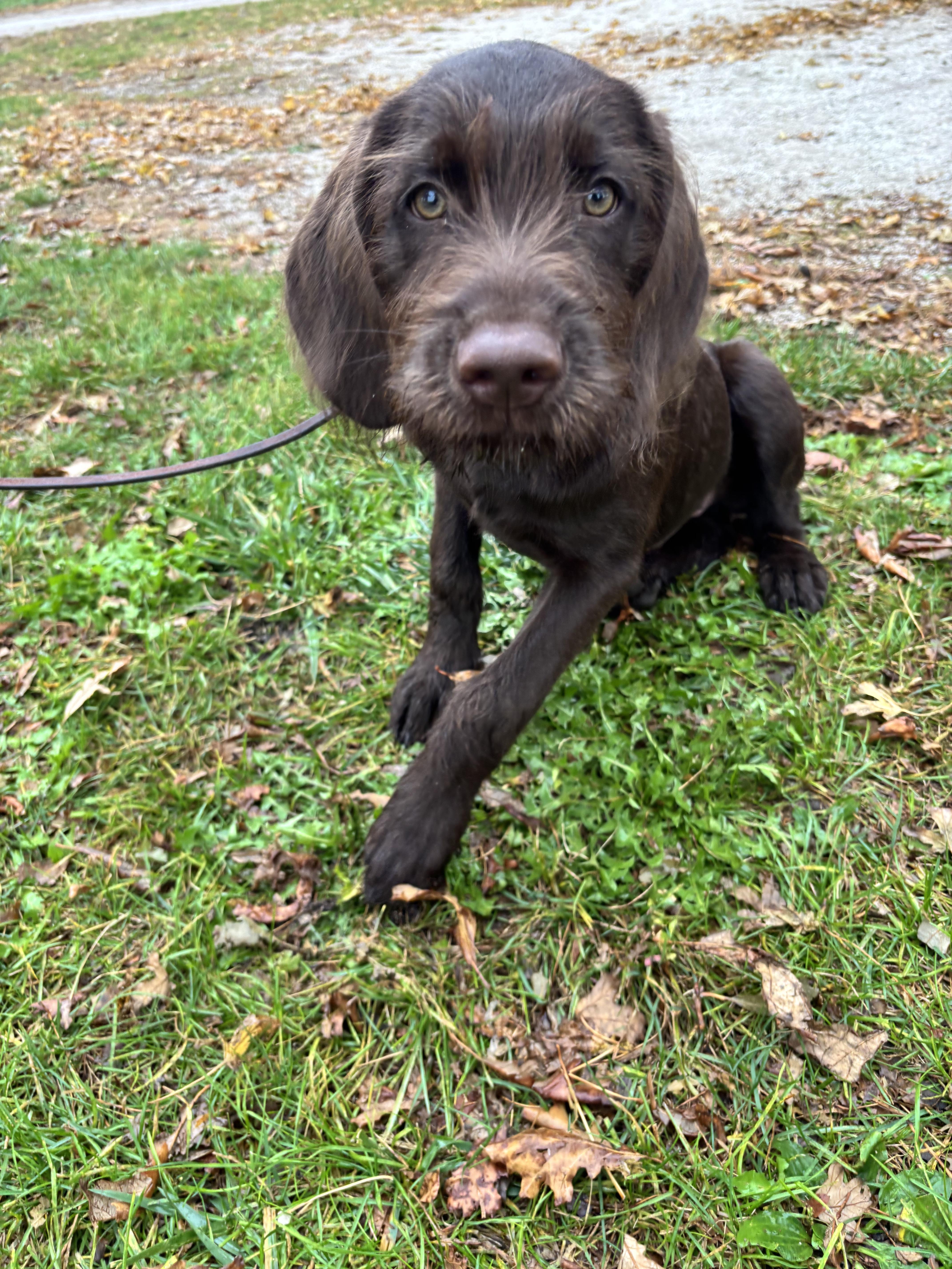 Griff, Adoptable, Puppy Male Wirehaired Pointing Griffon & Chocolate Labrador Retriever.