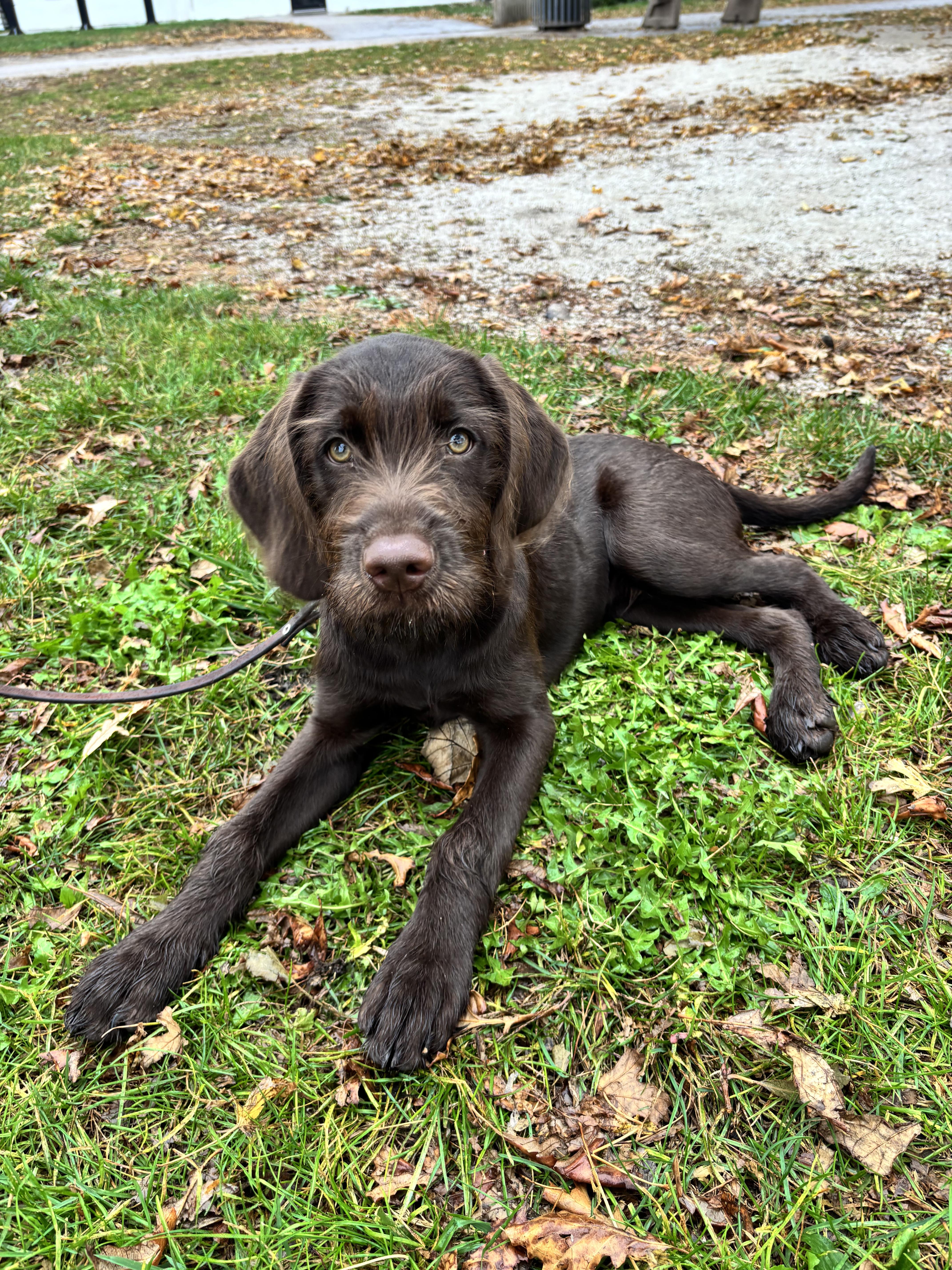 Enlarge Griff, a Adoptable mixed breed in Rockwell City, IA image 2/2