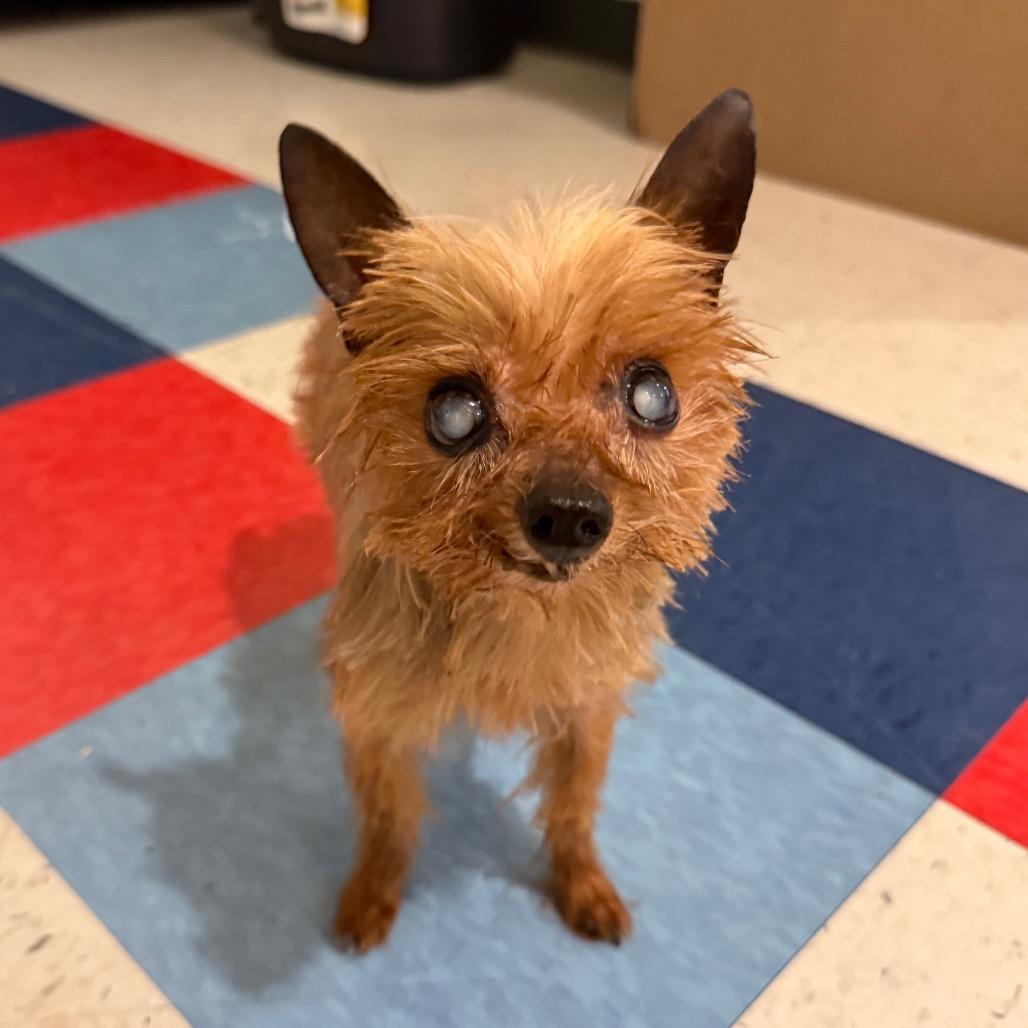 Monchhichi, Adoptable, Senior Male Yorkshire Terrier.