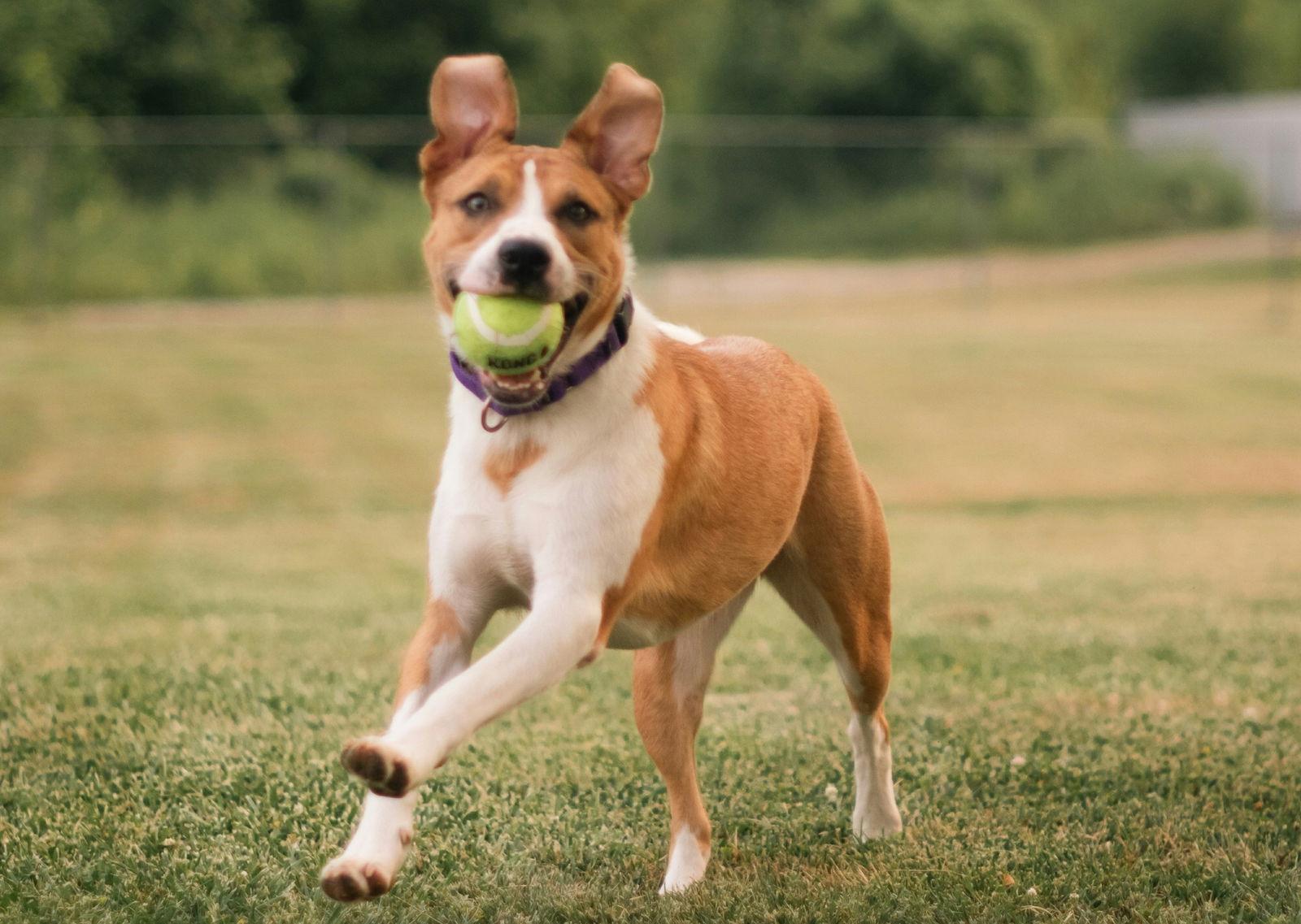 Kali, Adoptable, Adult Female Mixed Breed.