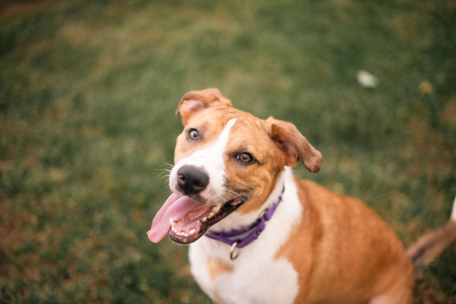 Enlarge Kali, a Adoptable Mixed Breed in Fairmont, WV image 2/3