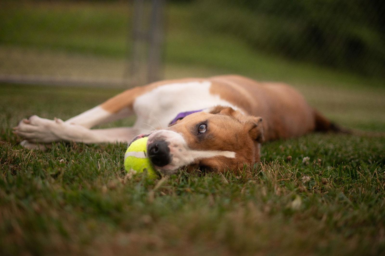 Enlarge Kali, a Adoptable Mixed Breed in Fairmont, WV image 3/3