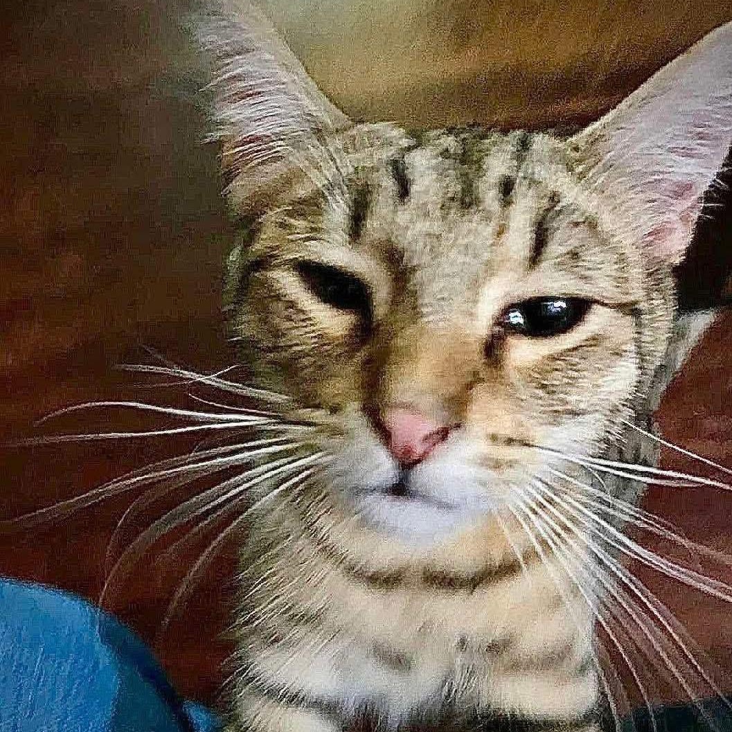 Enlarge Popsicle, a Adoptable mixed breed in Lubbock, TX image 2/2