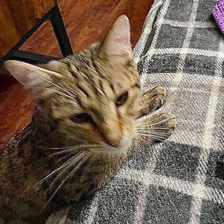 Enlarge Popsicle, a Adoptable mixed breed in Lubbock, TX image 1/2