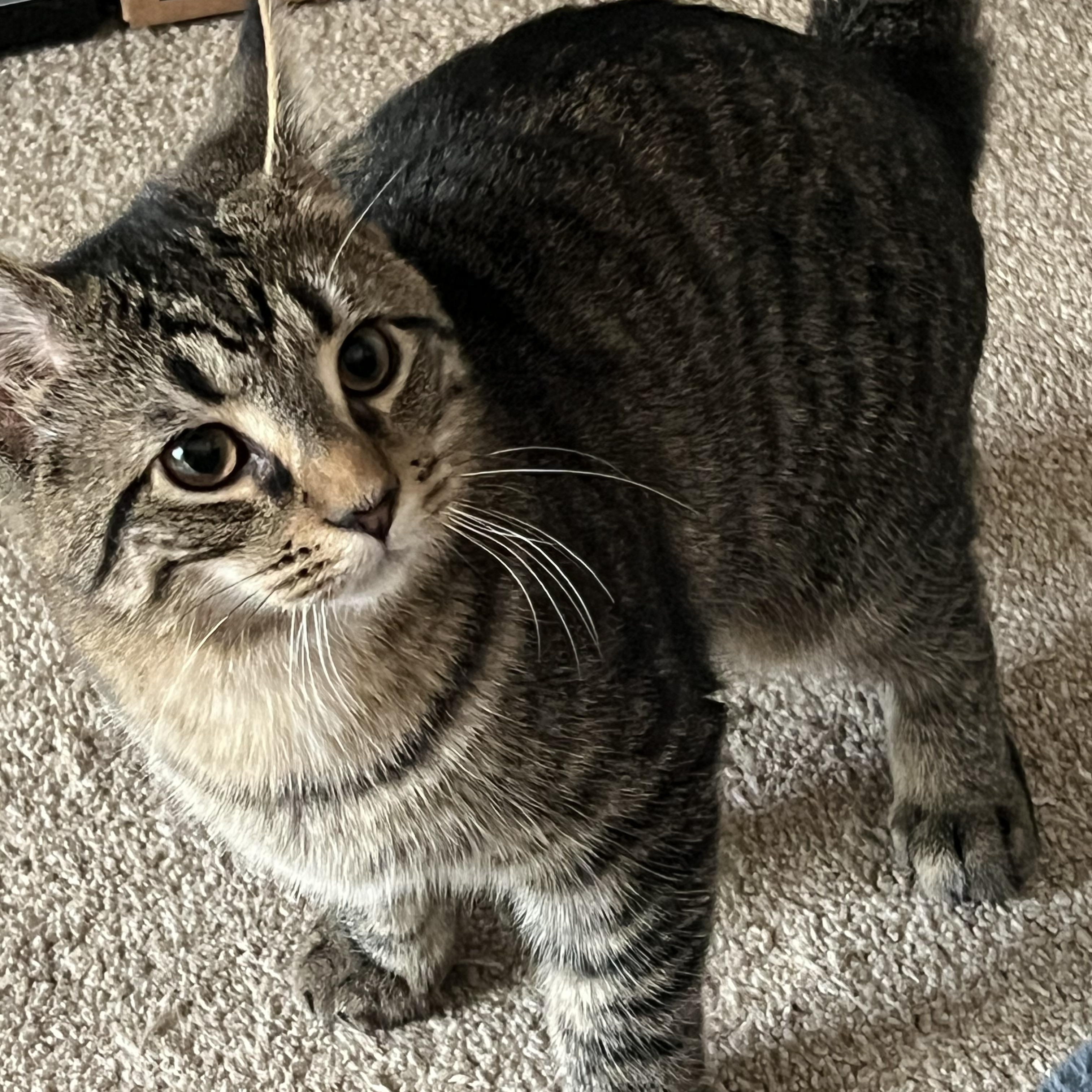 Enlarge Luke and Emily, a Adoptable Domestic Short Hair in Maineville, OH image 2/5