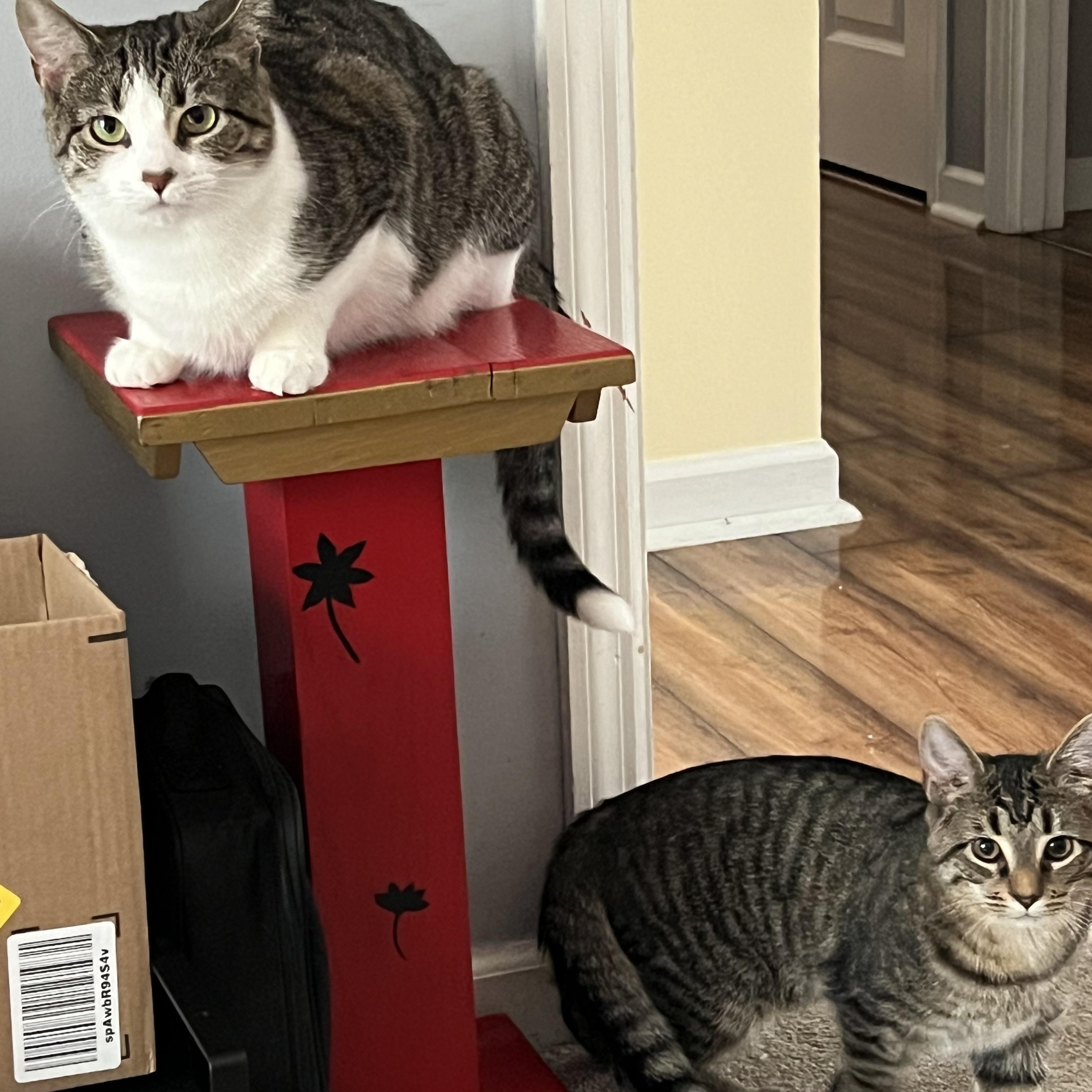 Luke and Emily, Adoptable, Young Male Domestic Short Hair.