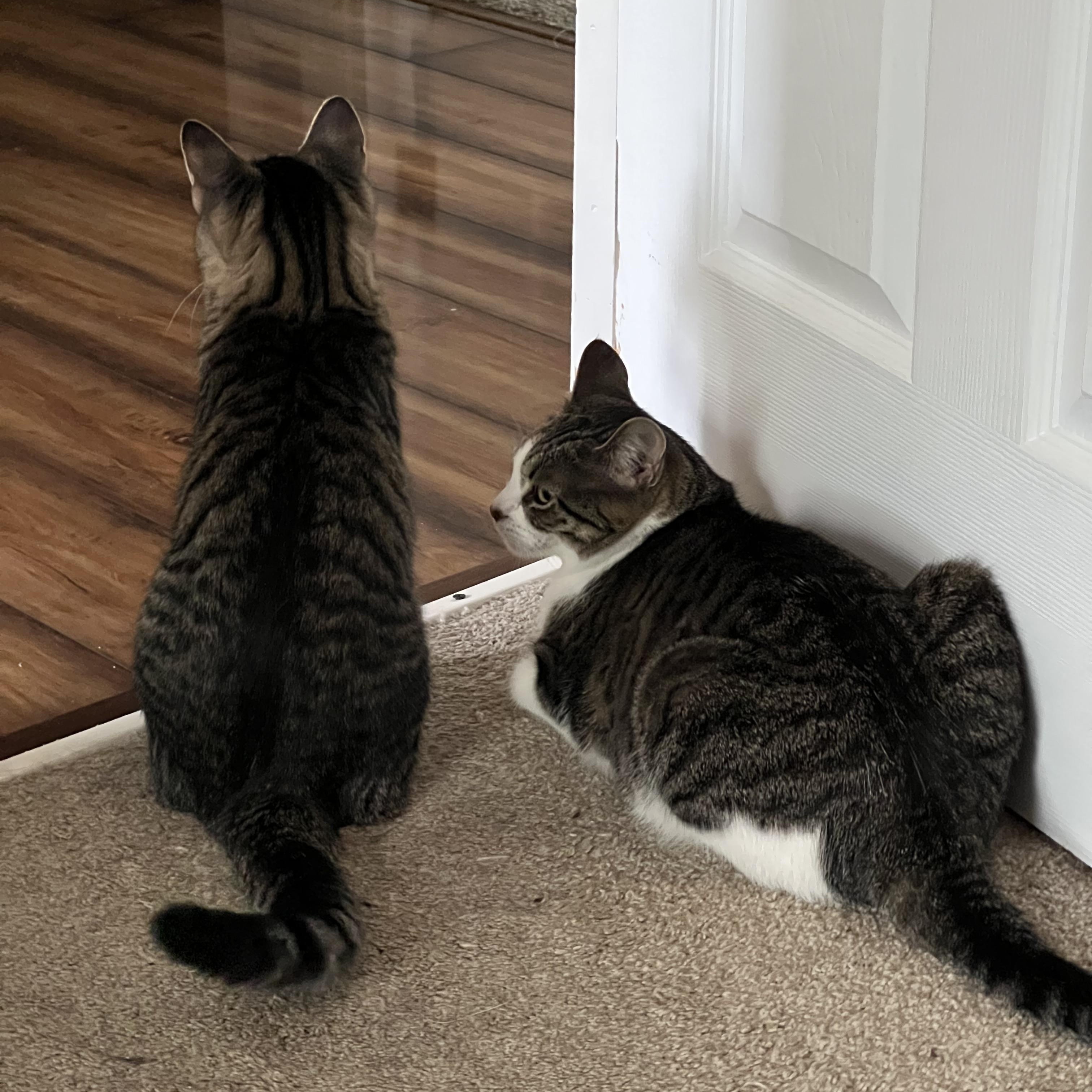 Enlarge Luke and Emily, a Adoptable Domestic Short Hair in Maineville, OH image 3/5