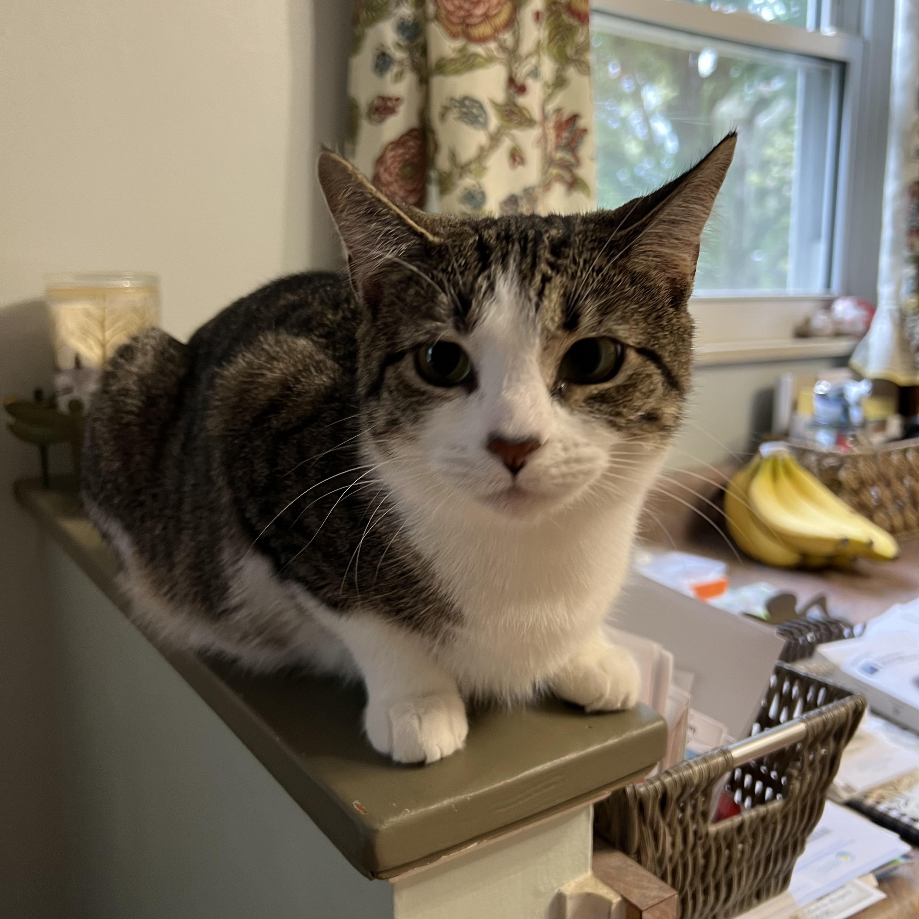 Enlarge Luke and Emily, a Adoptable Domestic Short Hair in Maineville, OH image 4/5