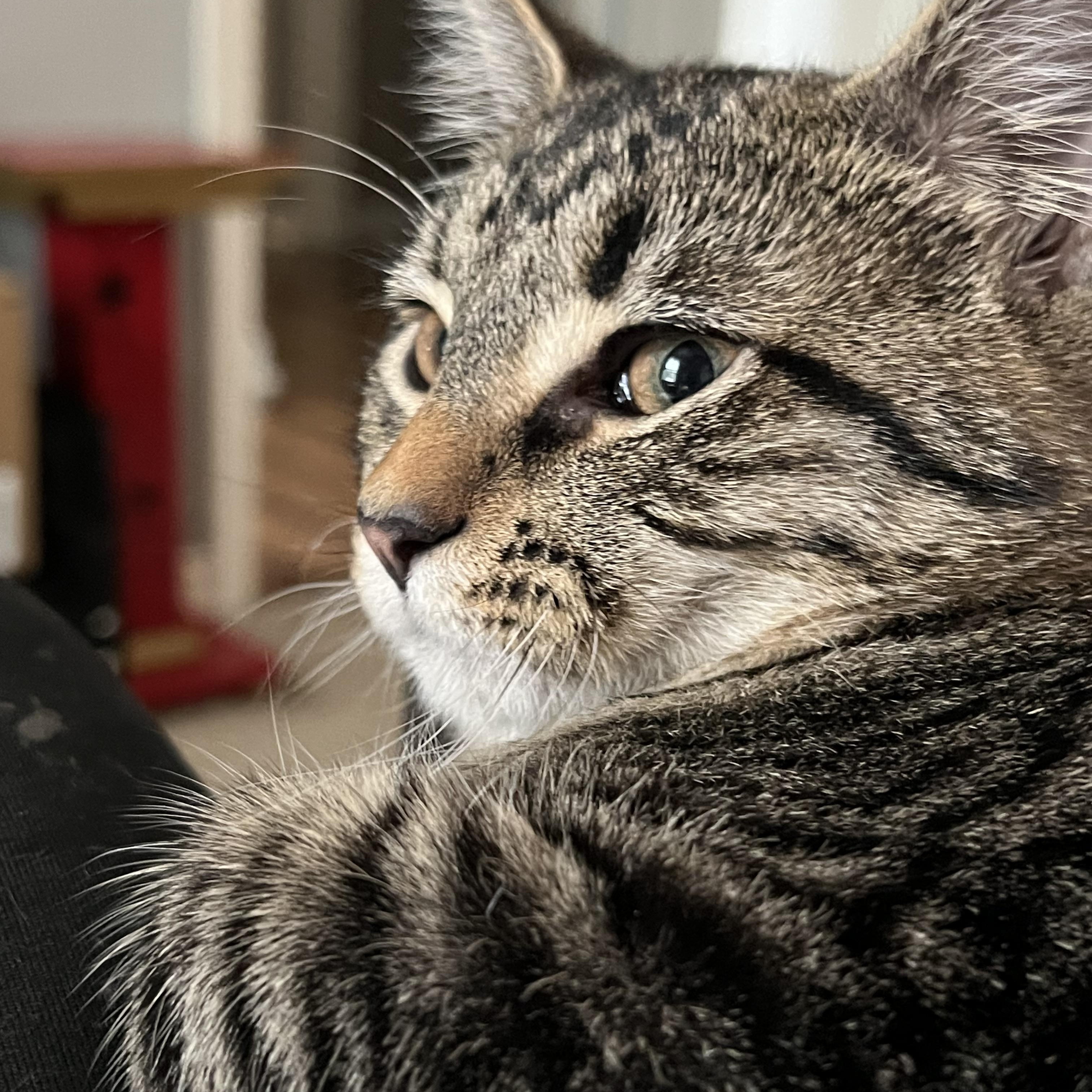 Enlarge Luke and Emily, a Adoptable Domestic Short Hair in Maineville, OH image 5/5