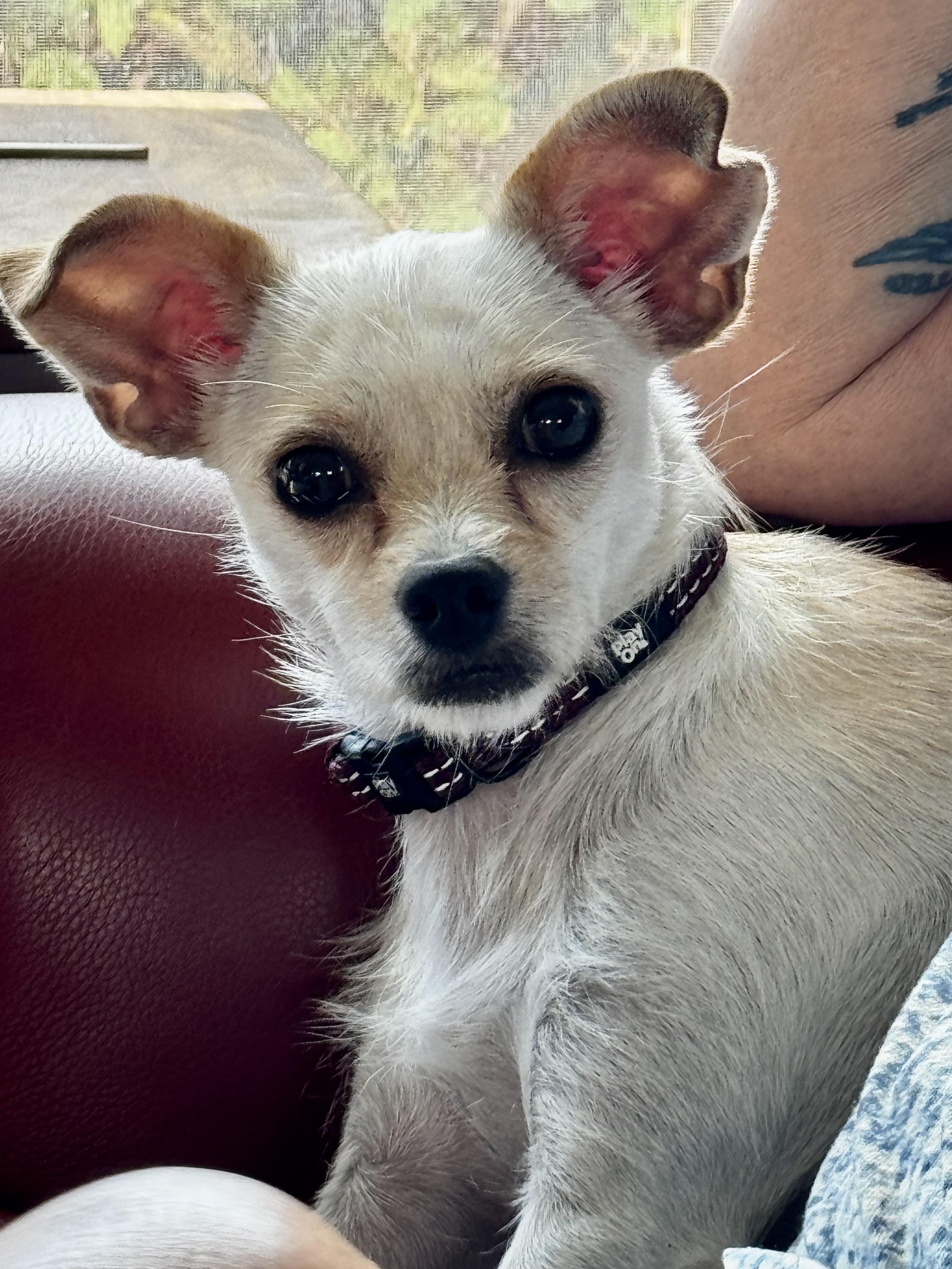 Enlarge Just Precious, an adopted Chihuahua in Fort Myers Beach, FL image 1/3