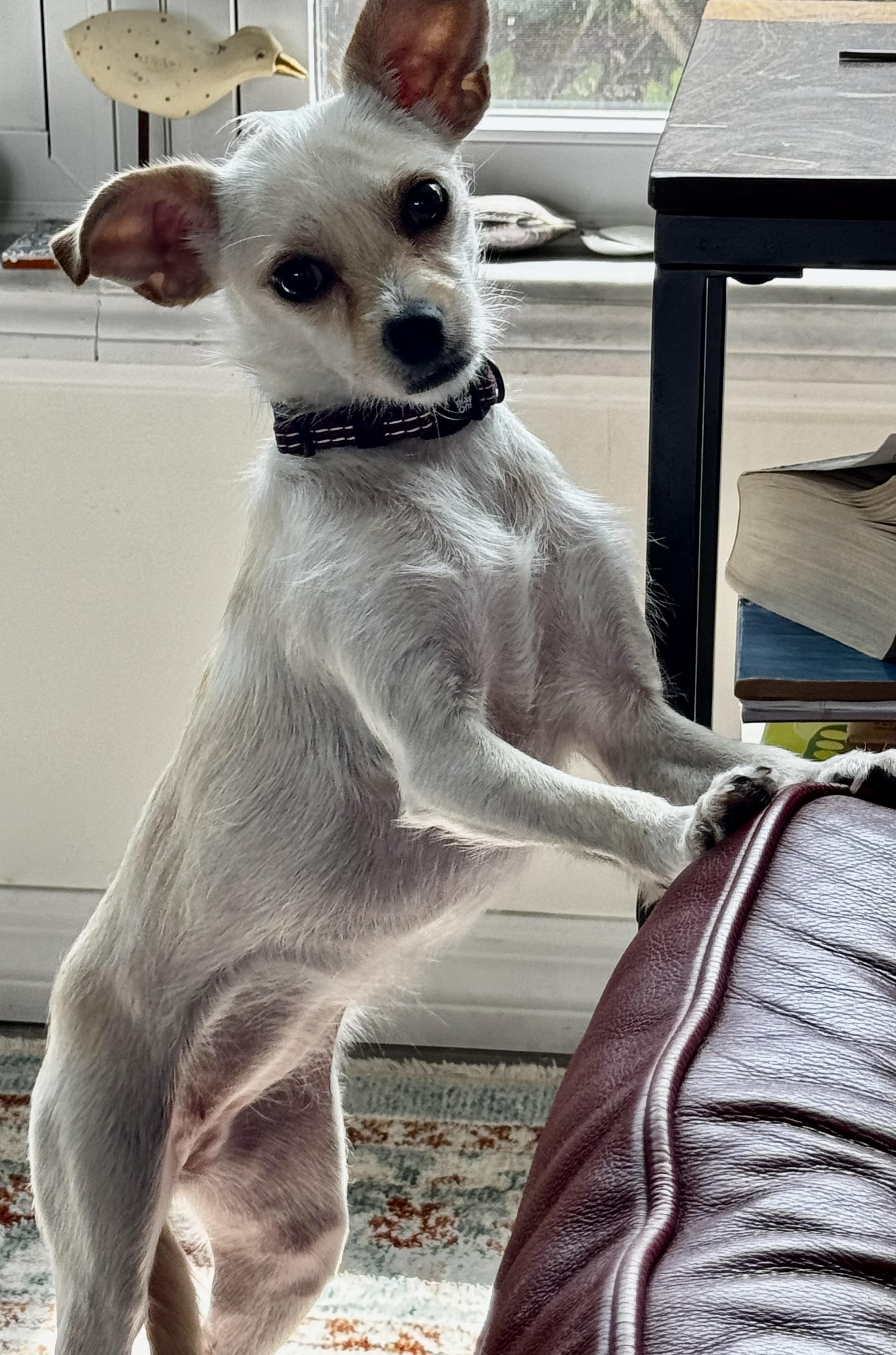 Enlarge Just Precious, an adopted Chihuahua in Fort Myers Beach, FL image 2/3