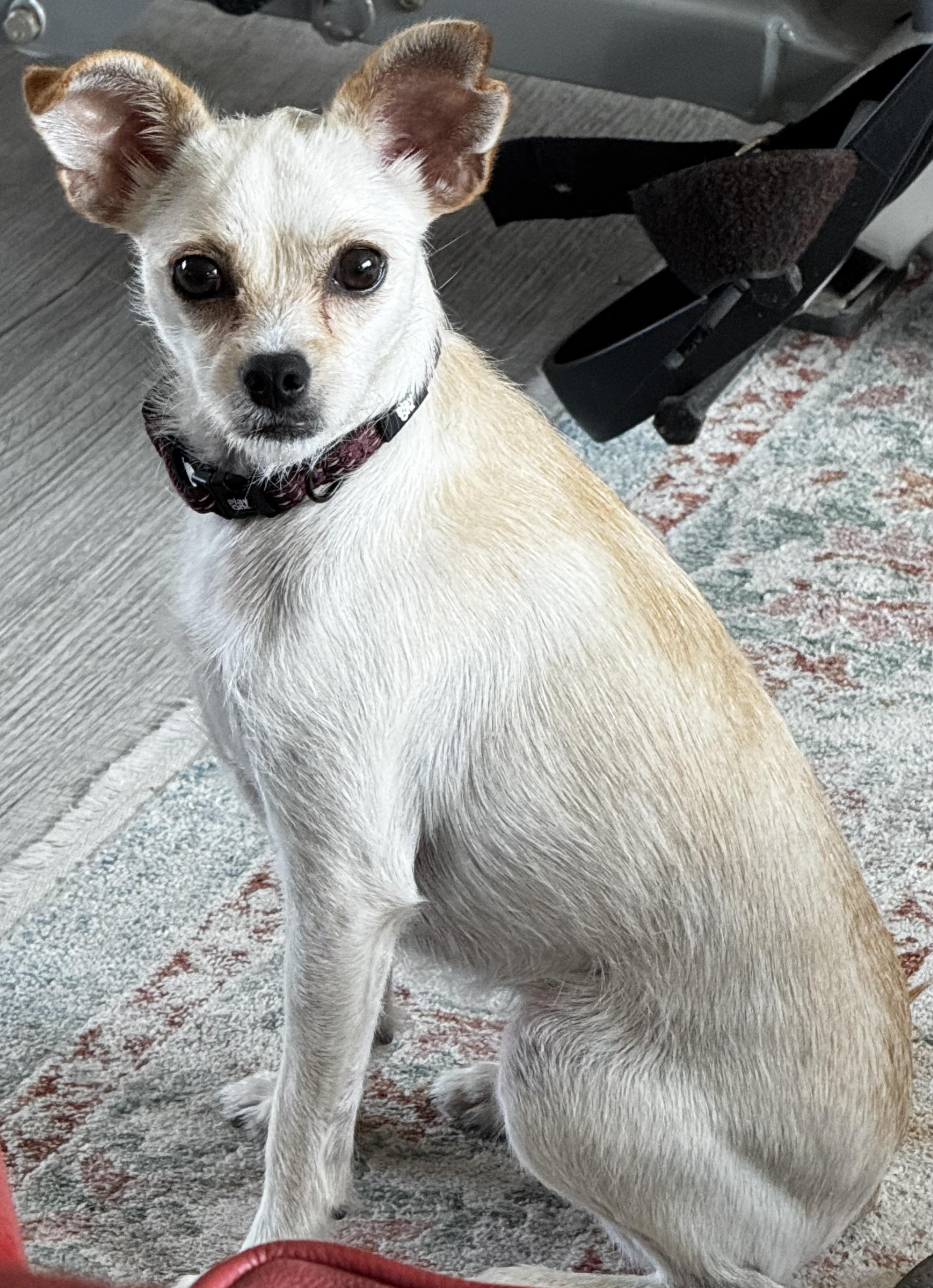 Enlarge Just Precious, an adopted Chihuahua in Fort Myers Beach, FL image 3/3