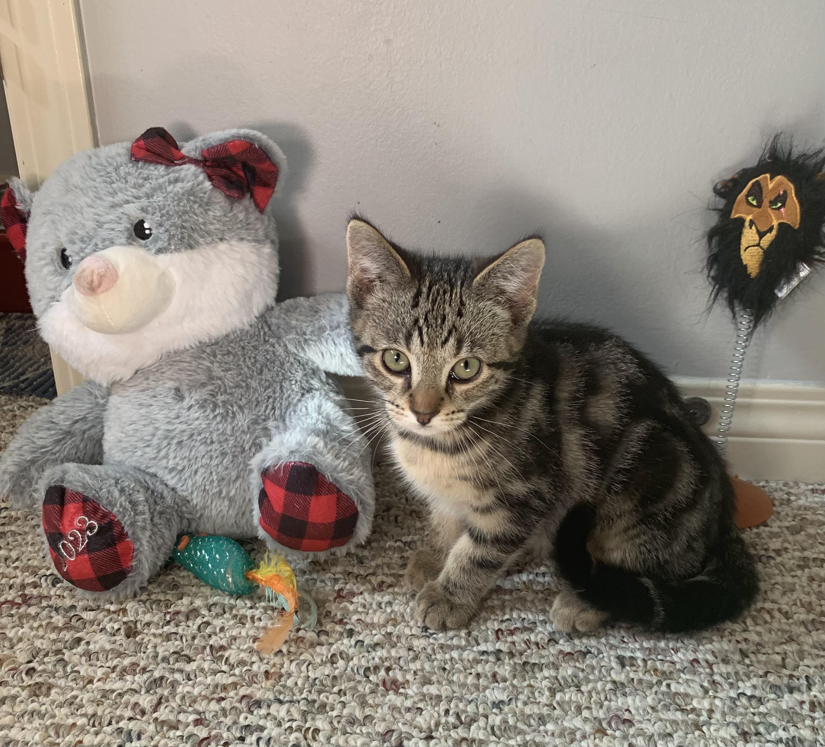 Leo, ADOPTABLE, Young Male Tabby.