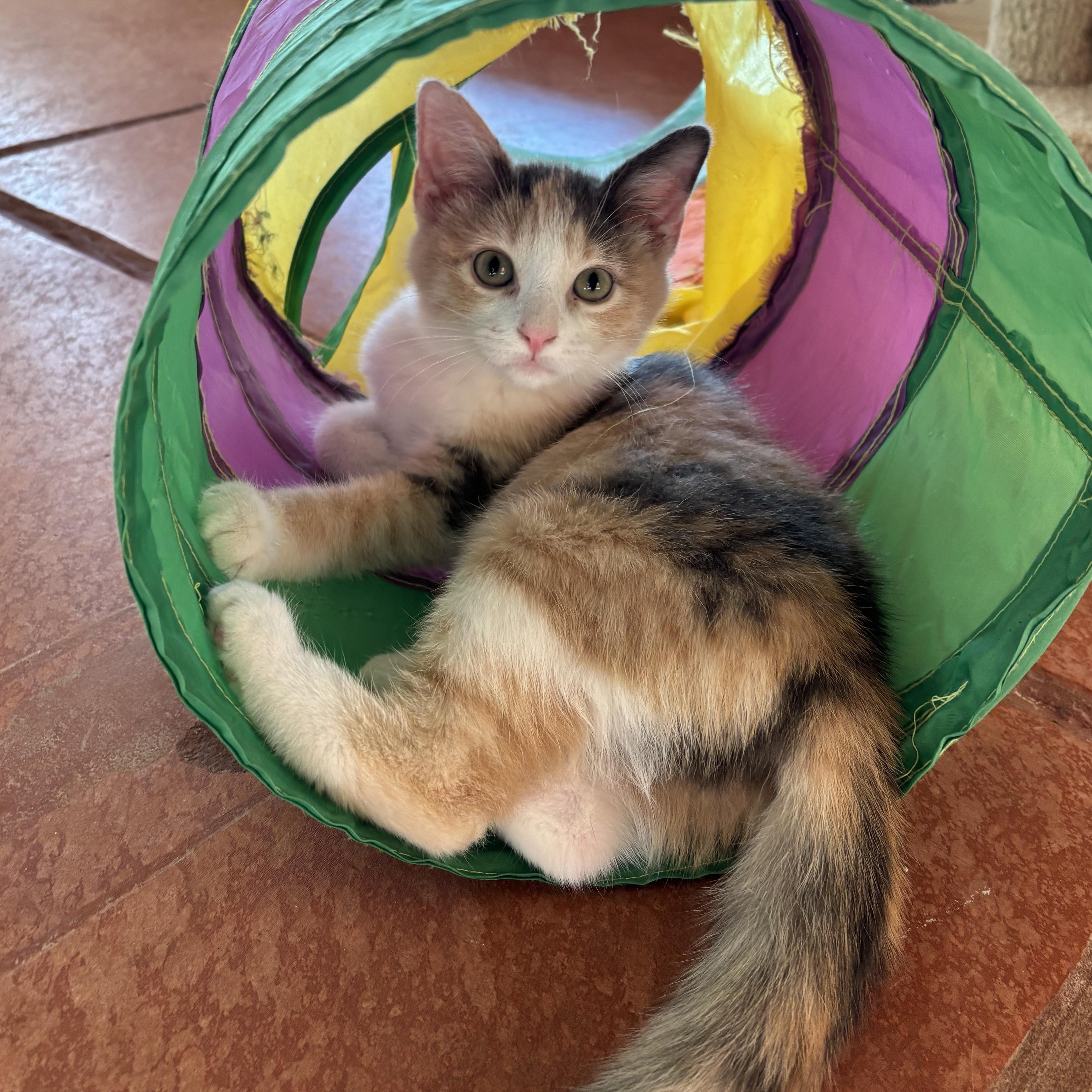 Tigerlily, ADOPTABLE, Young Female Domestic Short Hair.